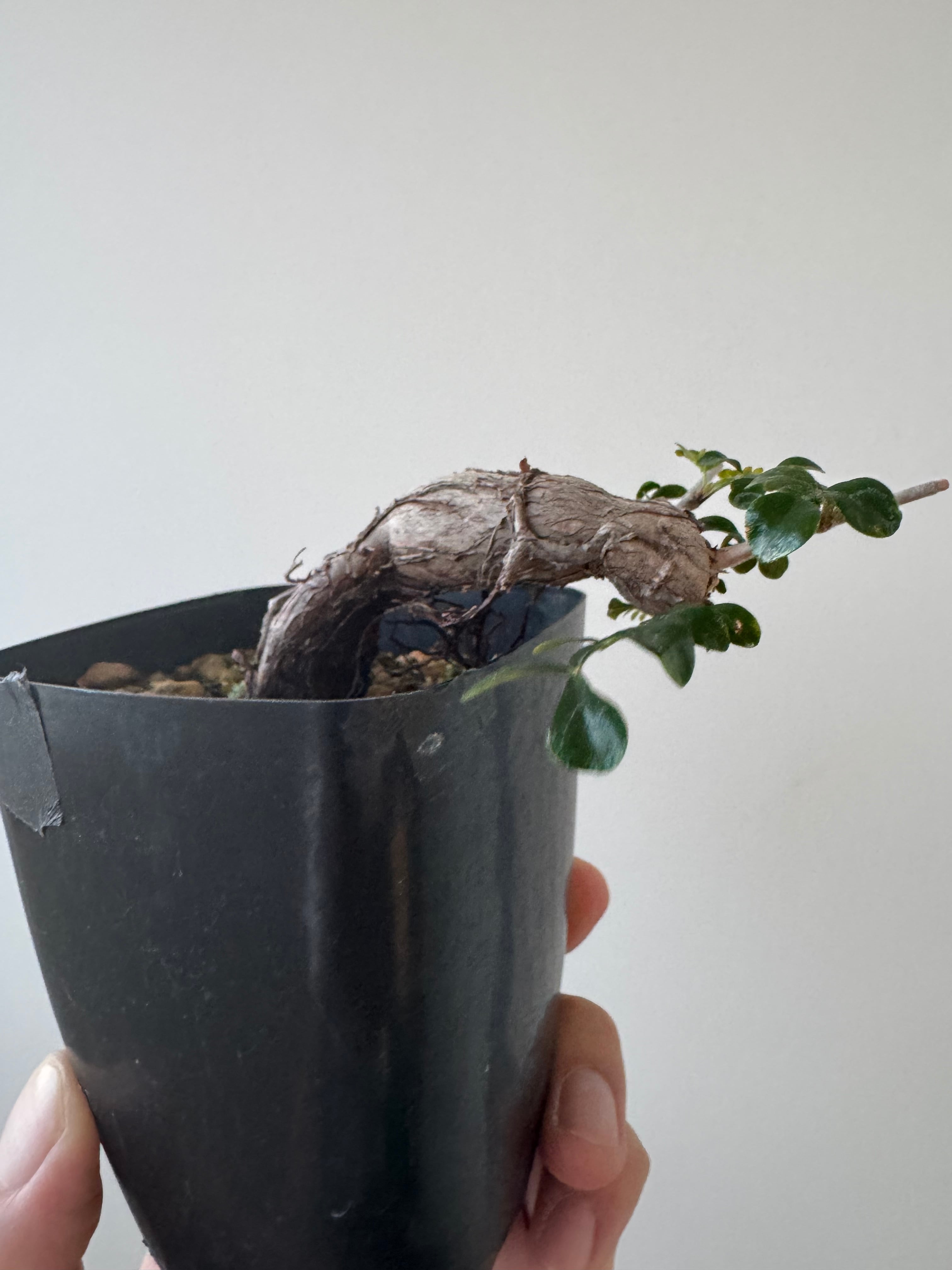 【ありがとう価格】Operculicarya decaryi【元気いっぱい根挿し株】オペルクリカリア デカリー