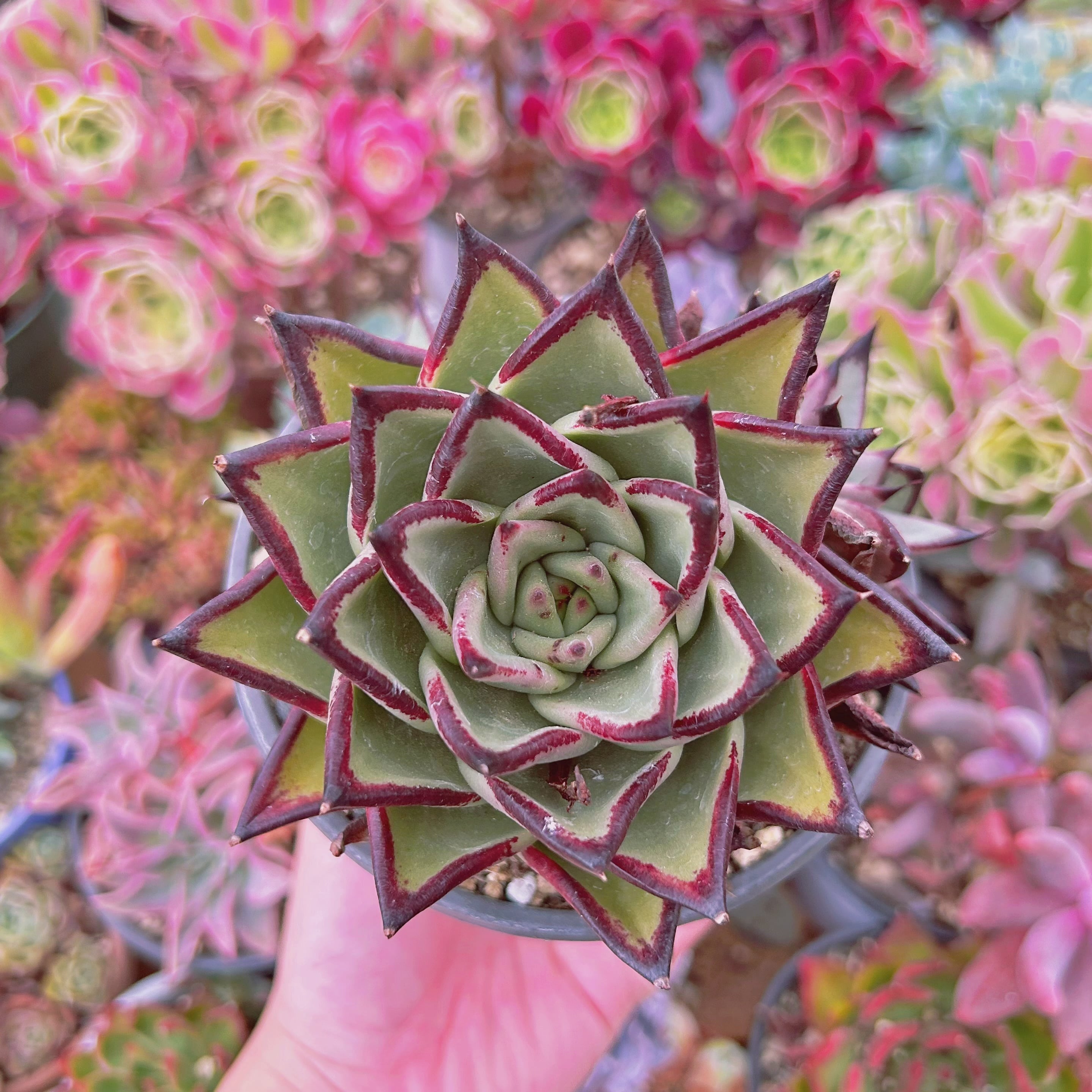 #060現物　多肉植物　黒壇　特大　抜き苗