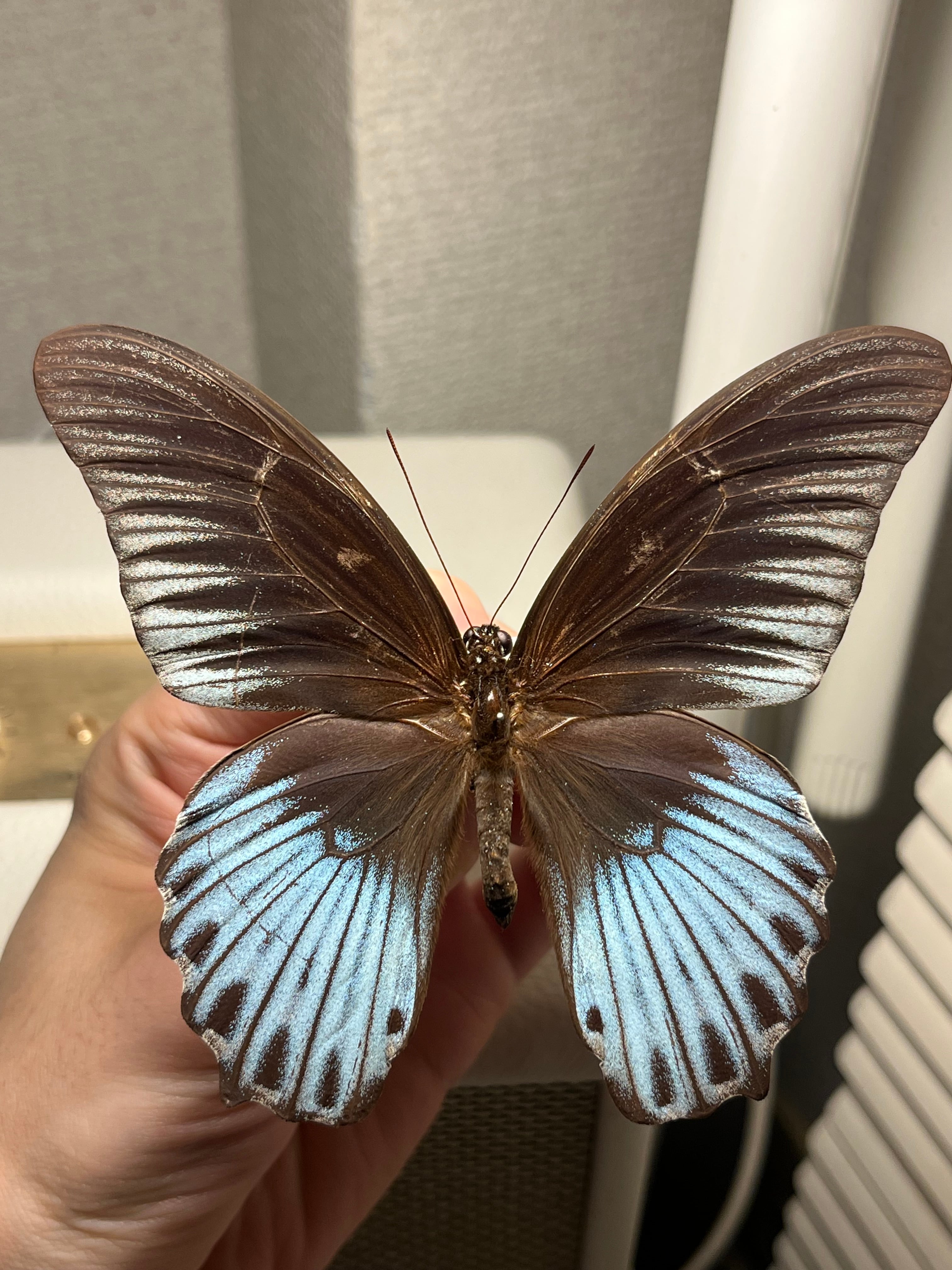 蝶・蛾 | オモニキチュウ