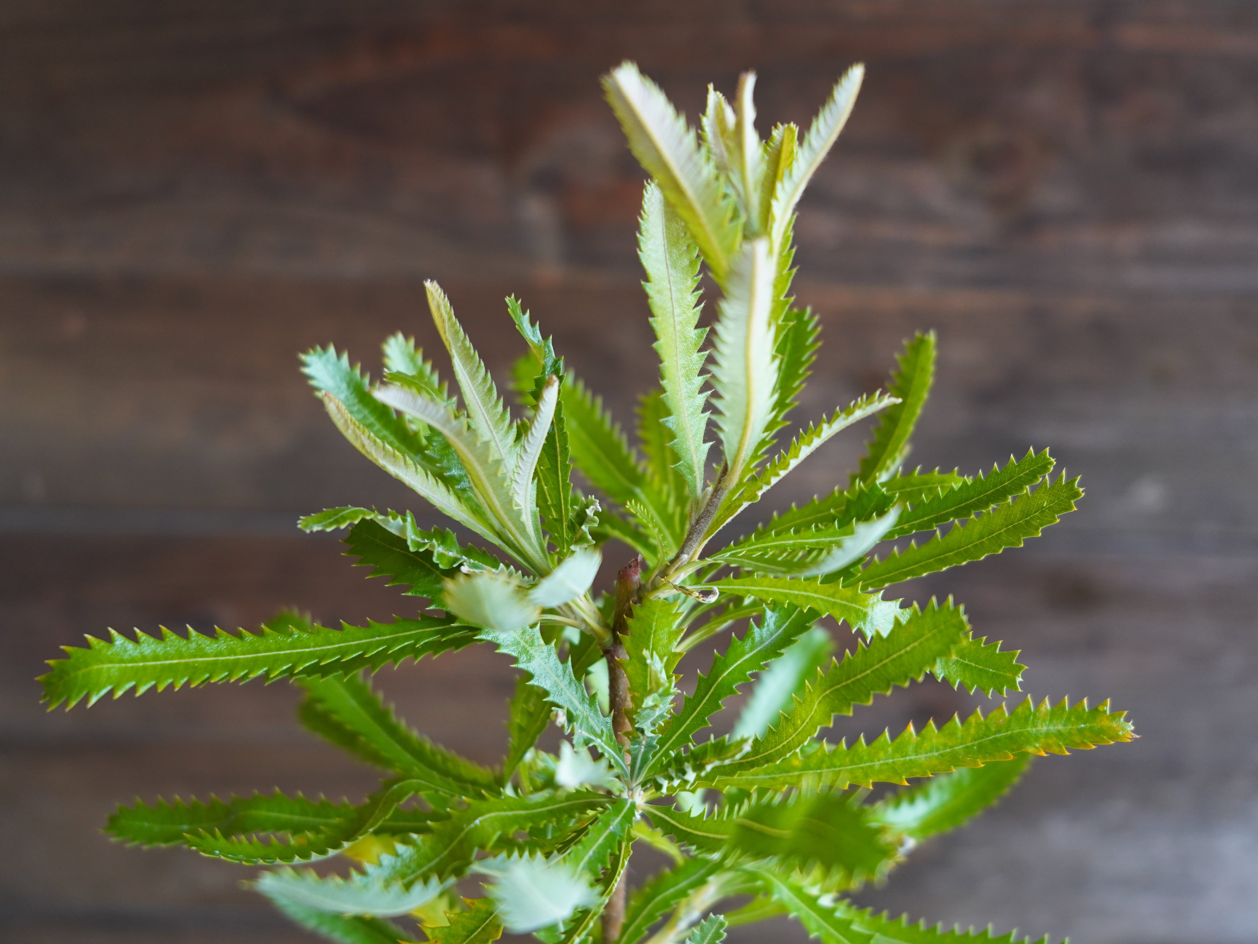 【現物】バンクシア　”セラータ”　A