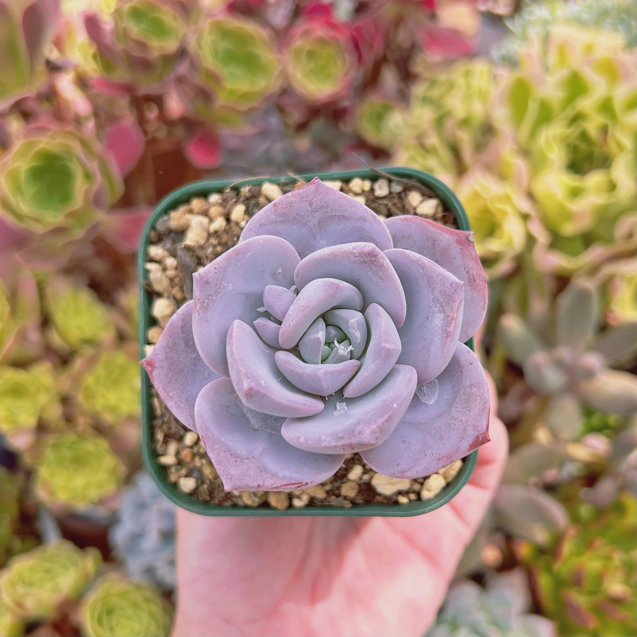 現物　多肉植物　桜雪　抜き苗