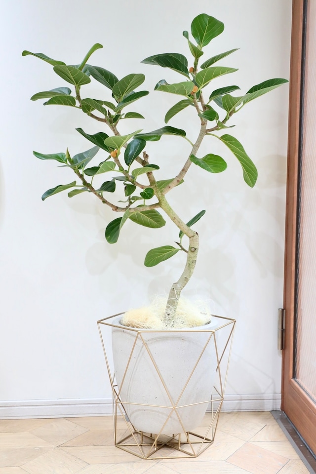 【L】【渋谷区周辺エリア/配送料無料】【130cm】フィカス ルーカス/Ficus ※セメント鉢カバー付き