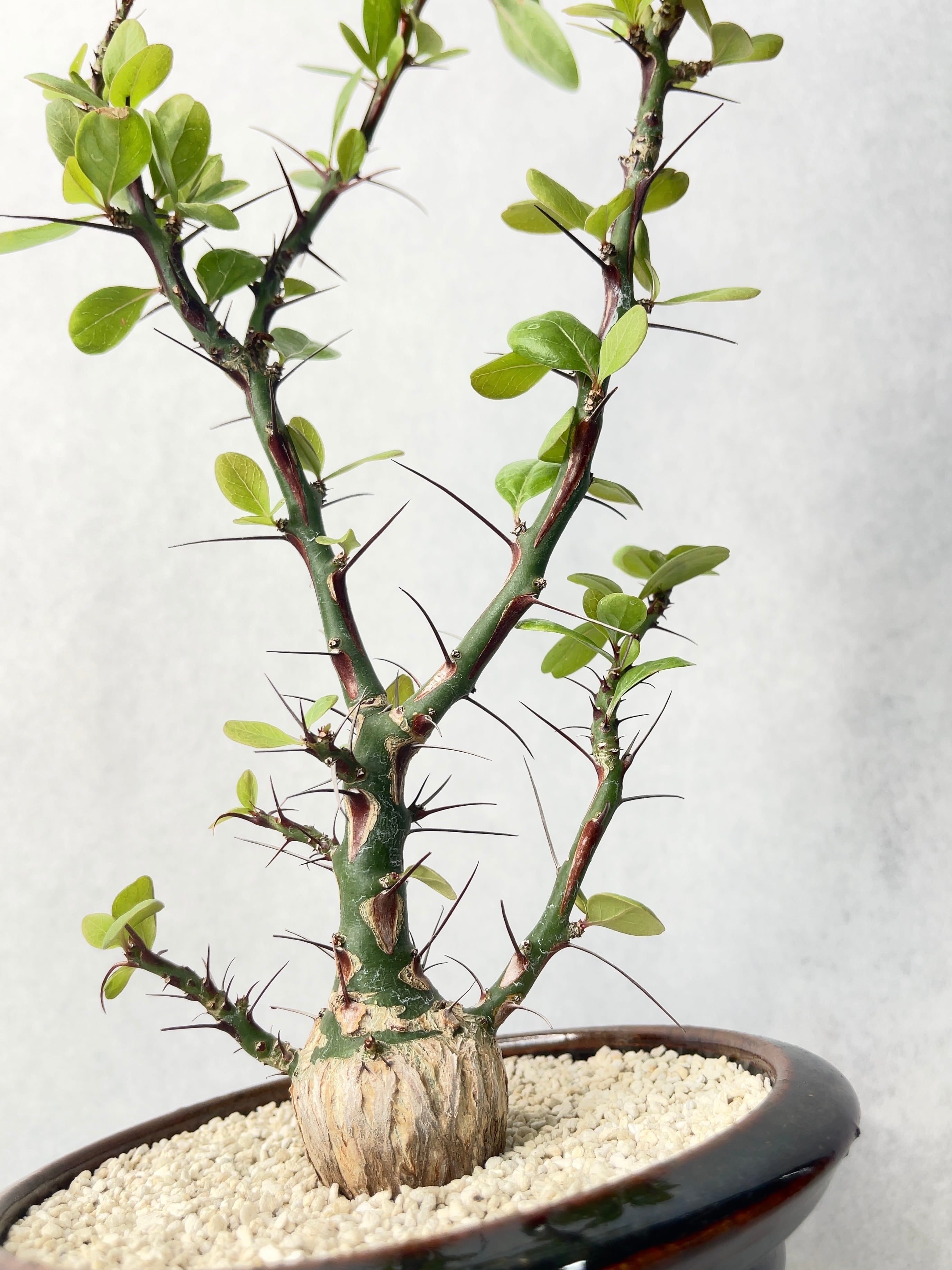 フォークイエリア・ファシクラータ | trigger