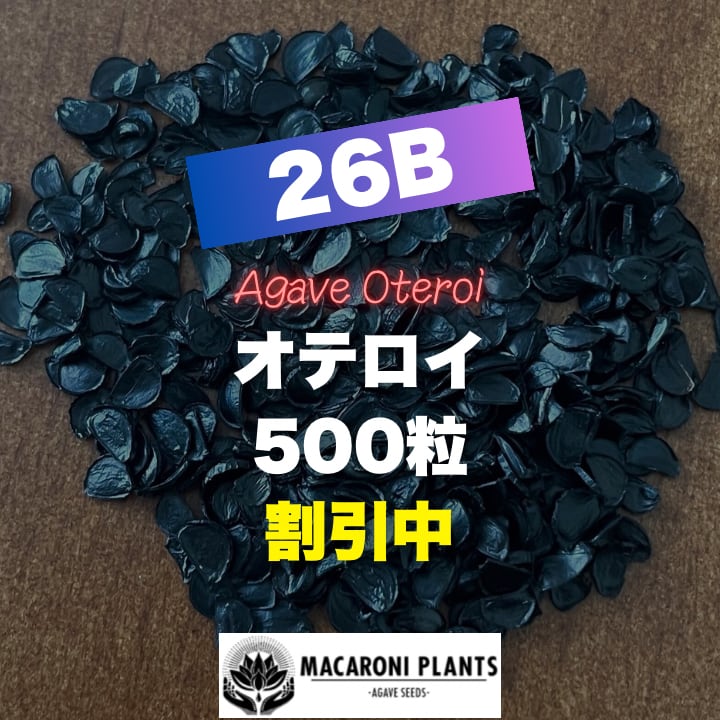 アガベ テキラーナ 種子 50粒 Agave tequilana | MACARONI PLANTS