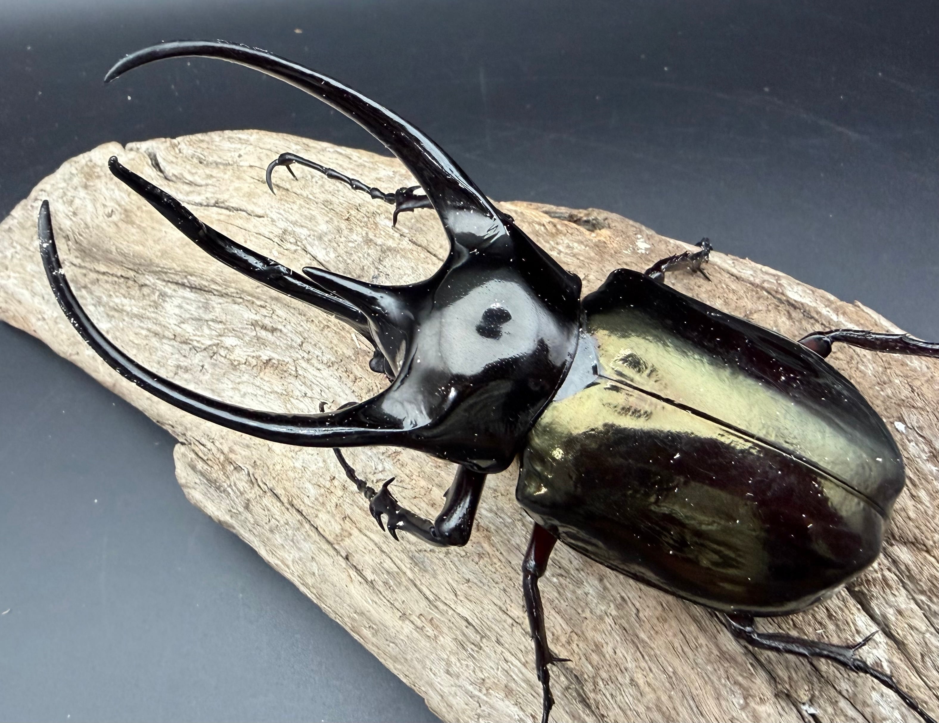 WD】《ジャワコーカサスオオカブト 111mm ペア》 | KPW公式オンライン