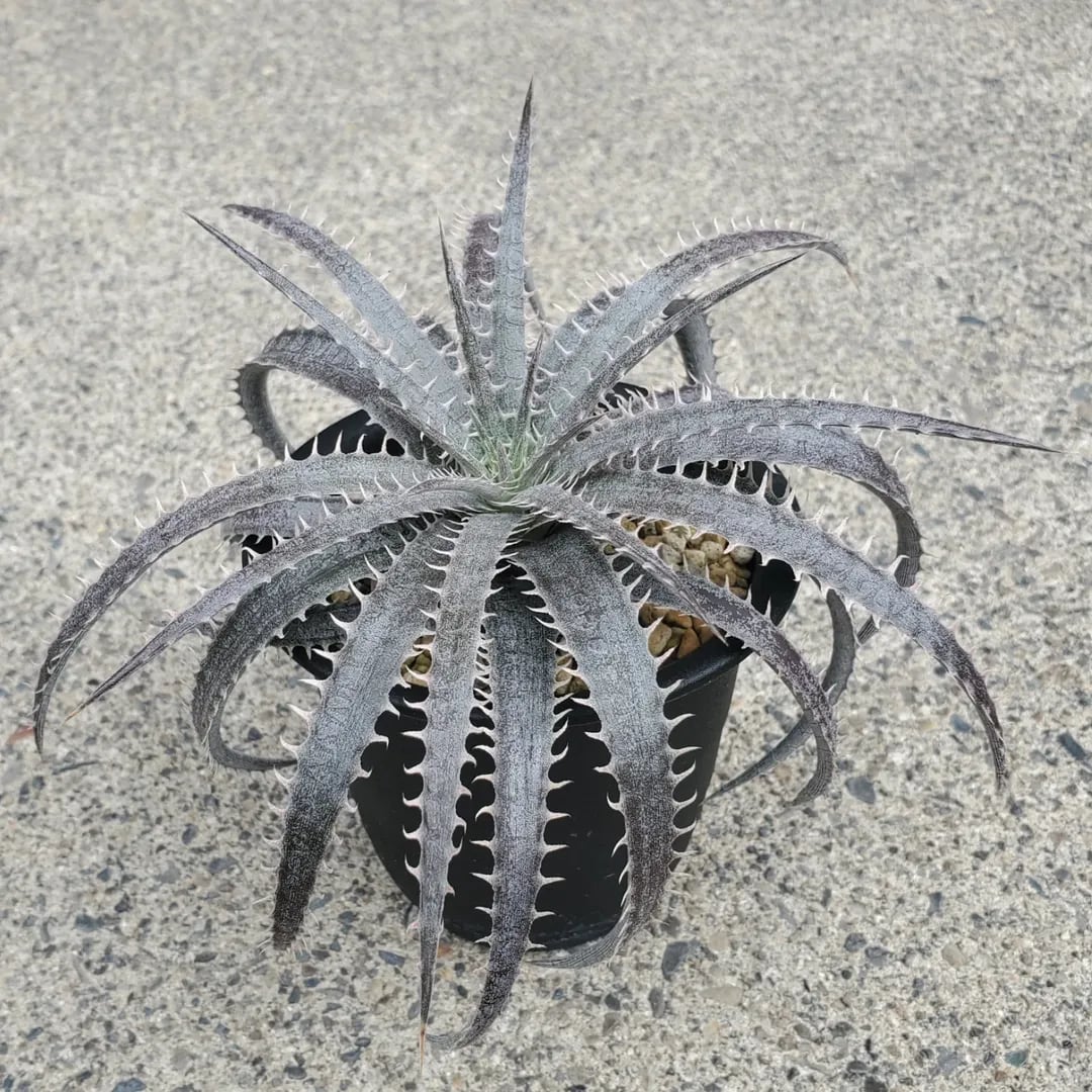 本物 ディッキア デリカータ Dyckia delicata rubra ⑵ F00423_Dyckia delicata (Seed from Brazil)：ディッキア・デリカータ