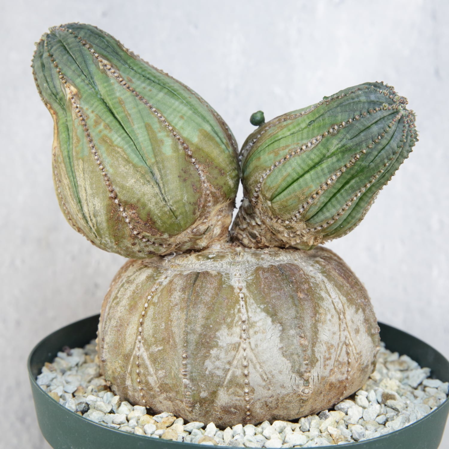 厳選株】超大株 最大幅約11.2cm 円扇石化 成長点潰れ ダブルヘッド