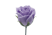 プリンセスバラS-PU2 ライトバイオレット (15輪入りor25輪入り)