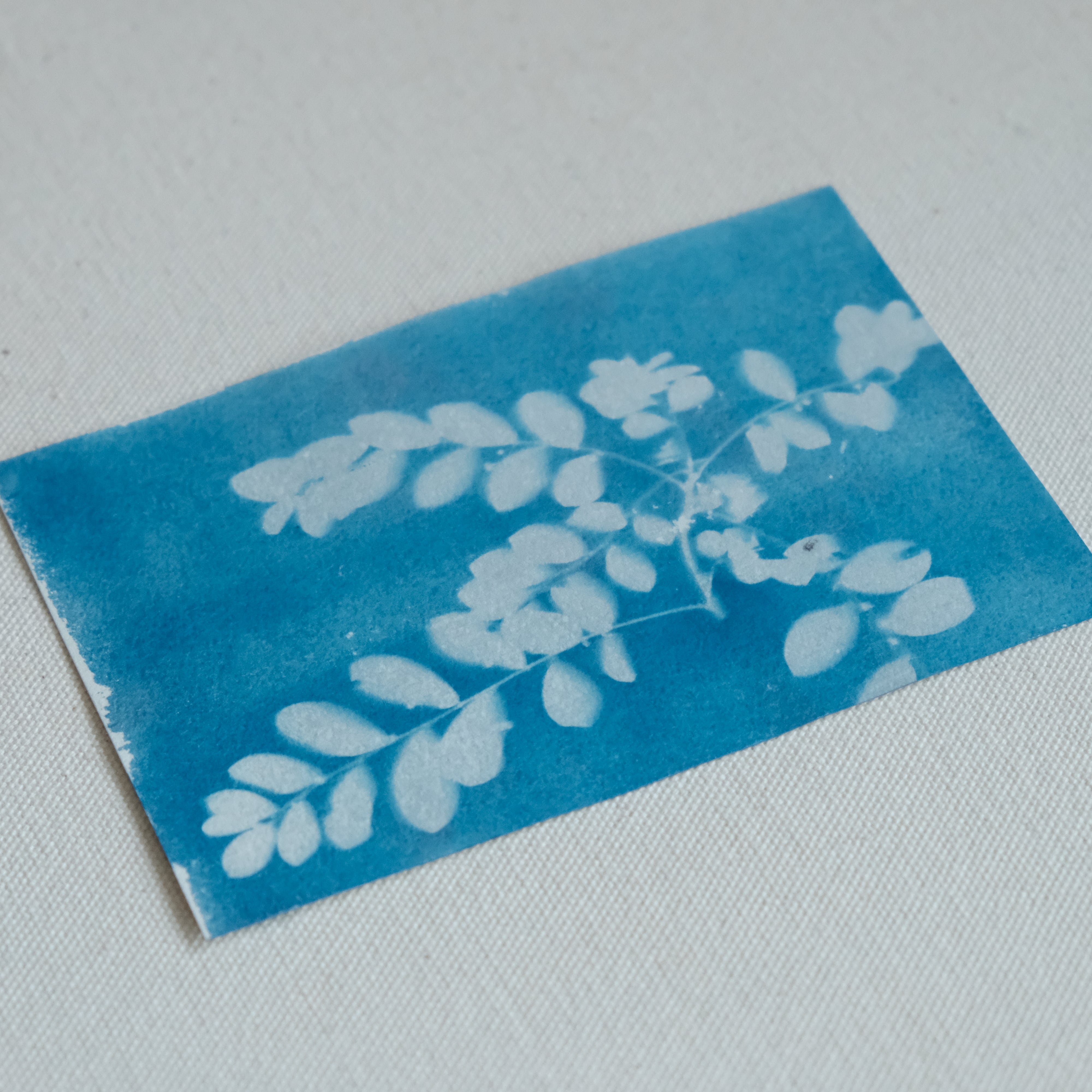 植物の青写真　cyanotype #3