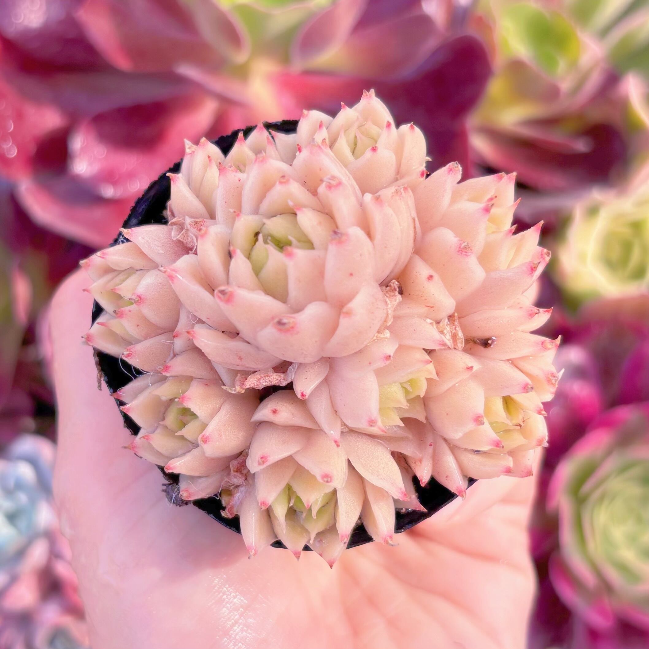 現品　火焰#E09　群生　るる農園