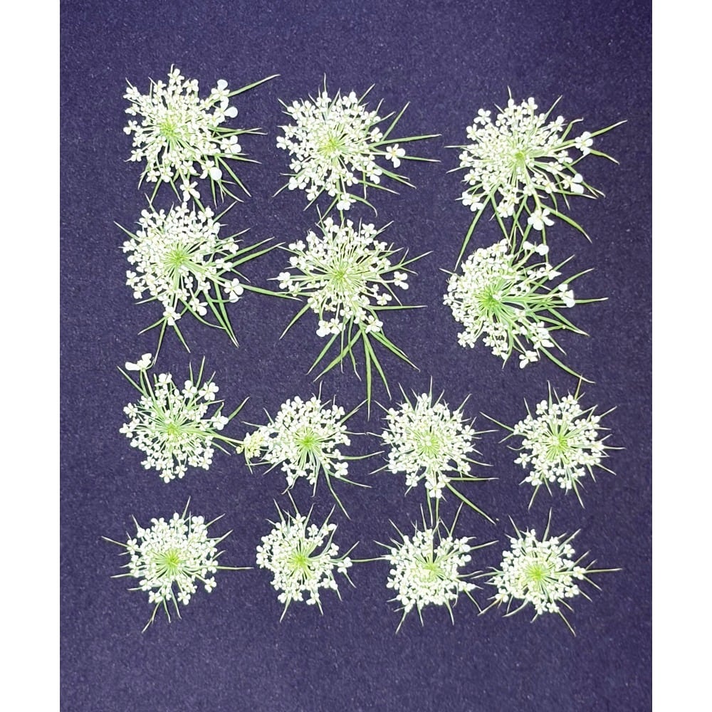 コンパクト押し花 ニンジンの花 少量をパックにしてお届け！ 押し花