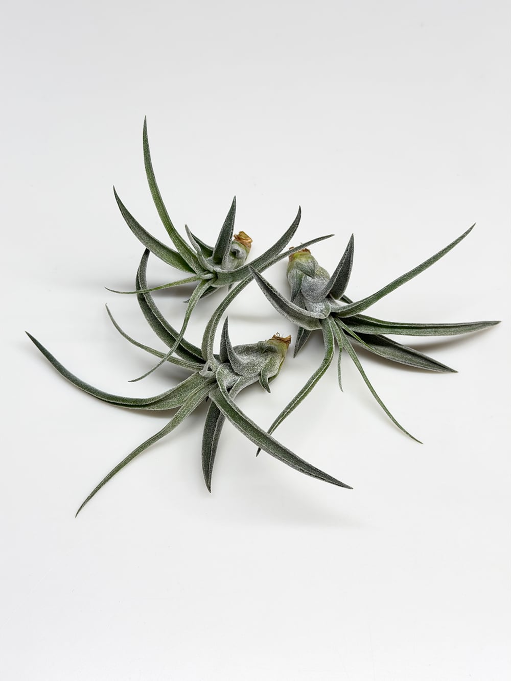 ティランジア ルシール【Tillandsia Lucille】 | acore Inc.