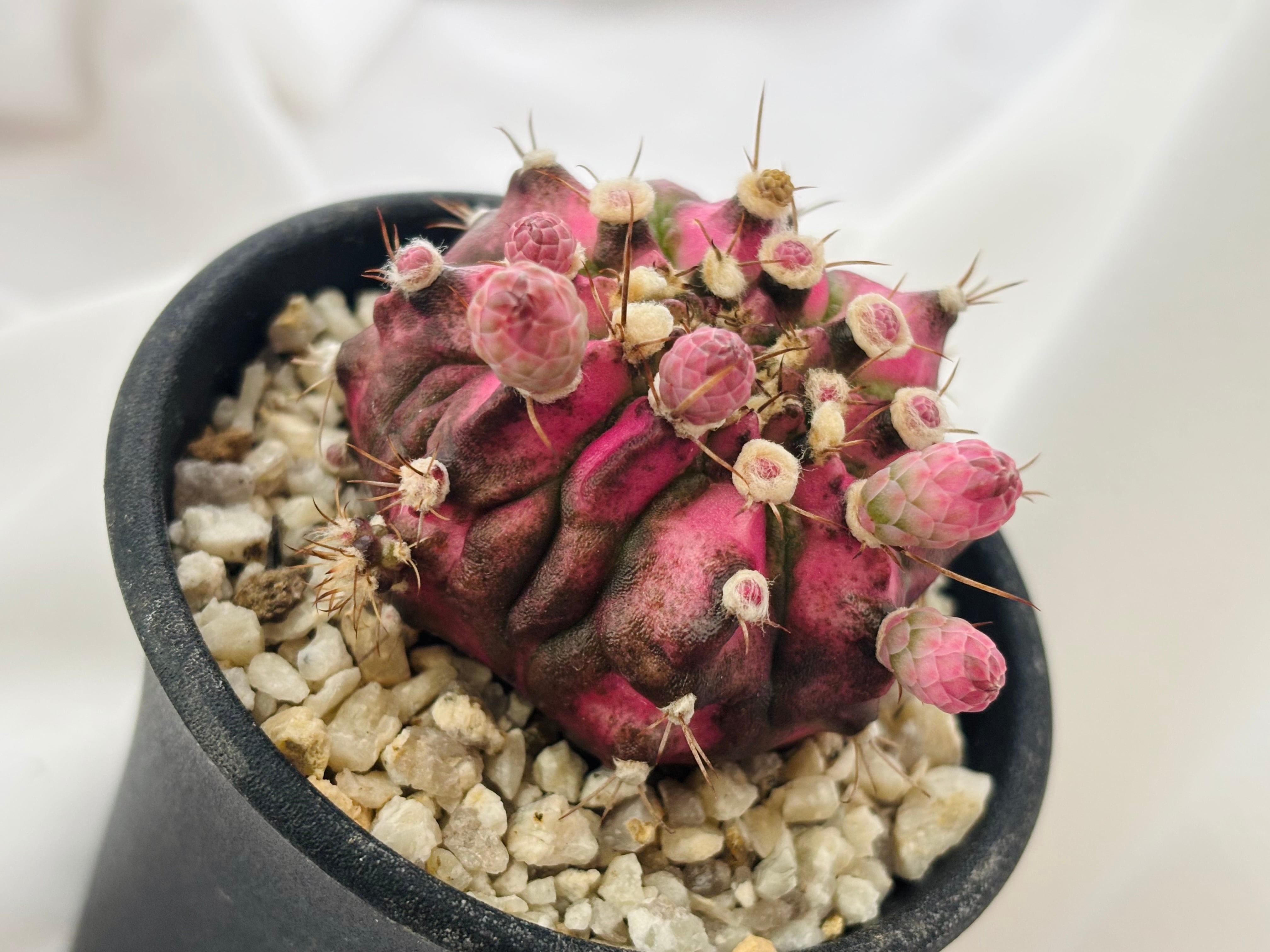Gymnocalycium mihanovichii ピンク 緋牡丹錦 サボテン | plants MARU