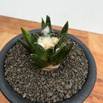 Ariocarpus bravoanus【アリオカルプス・ブラボアナス・実生】