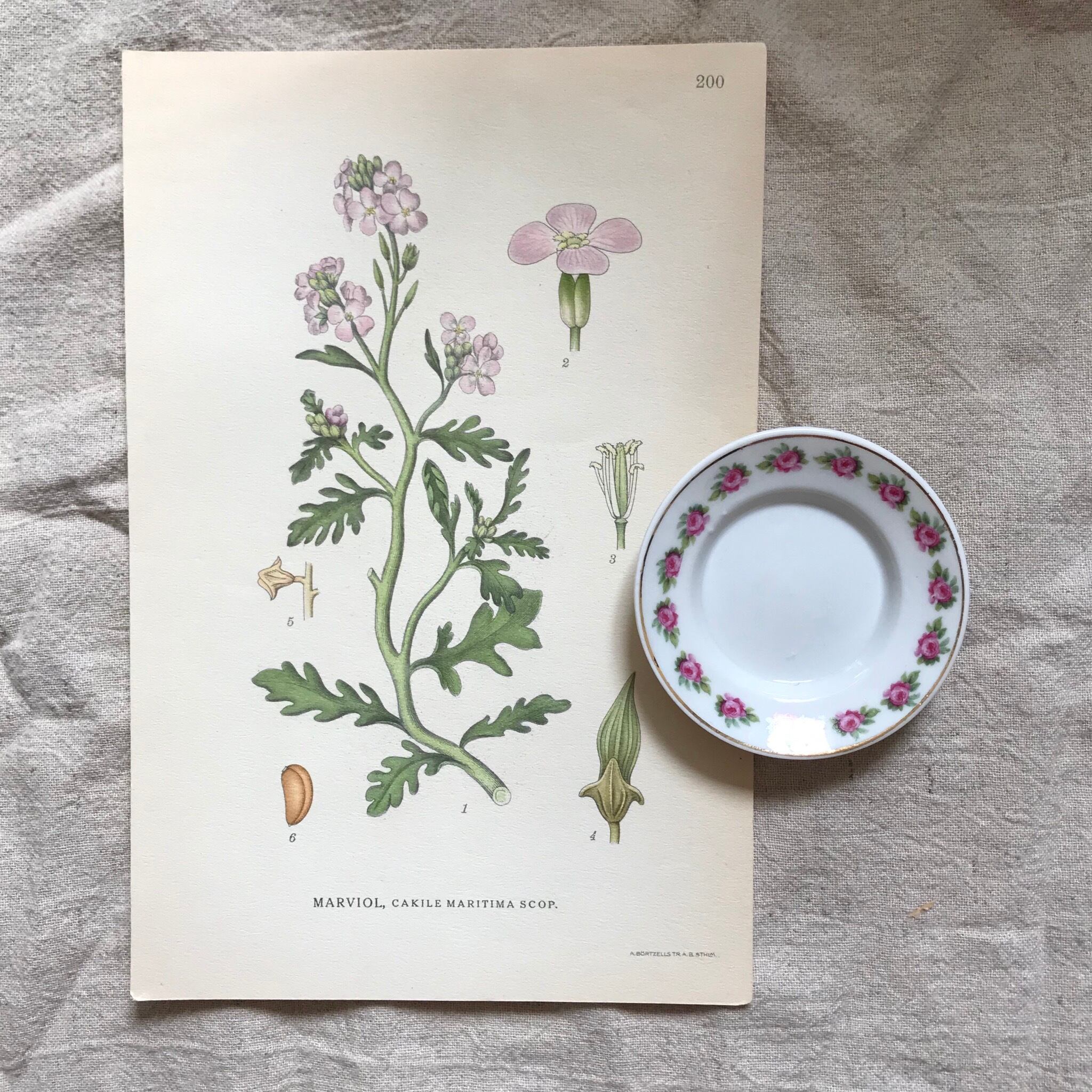 植物の紙と小皿