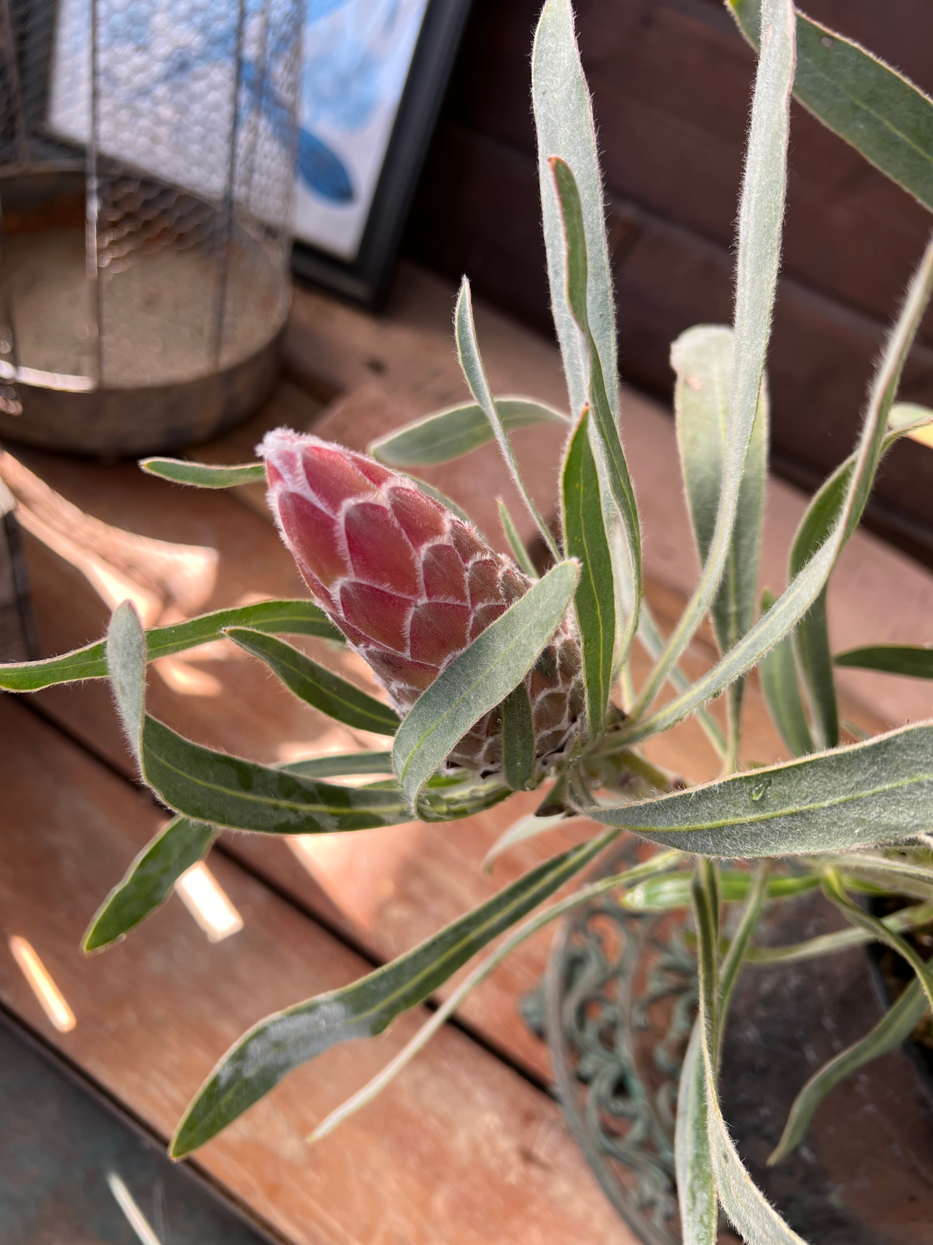 プロテア ジュリエット③ 花:6個 | 沼ノ上農園