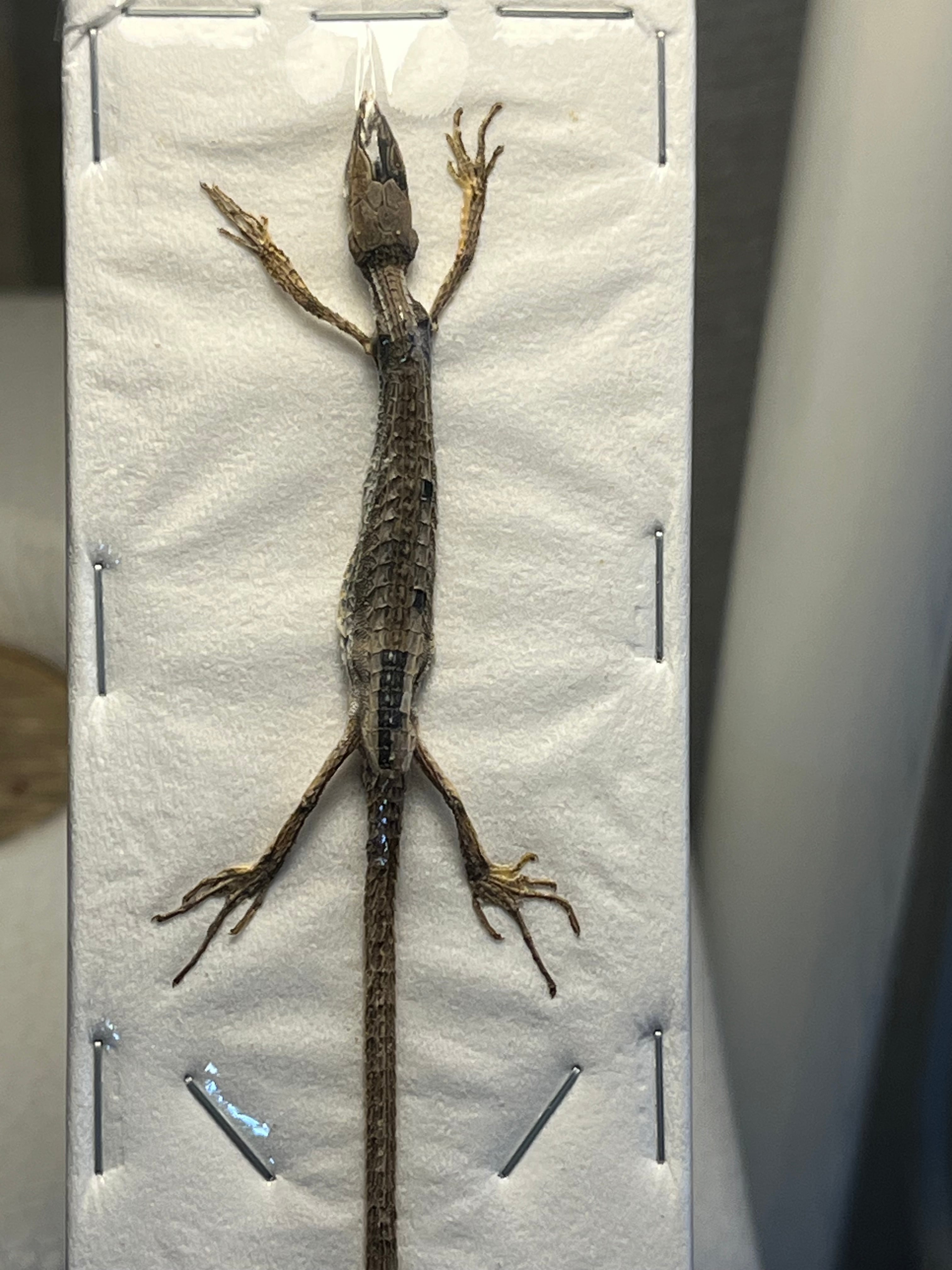 蜥蜴標本】細長トカゲリザード フトアゴ剥製 昆虫標本レオパニシアフ
