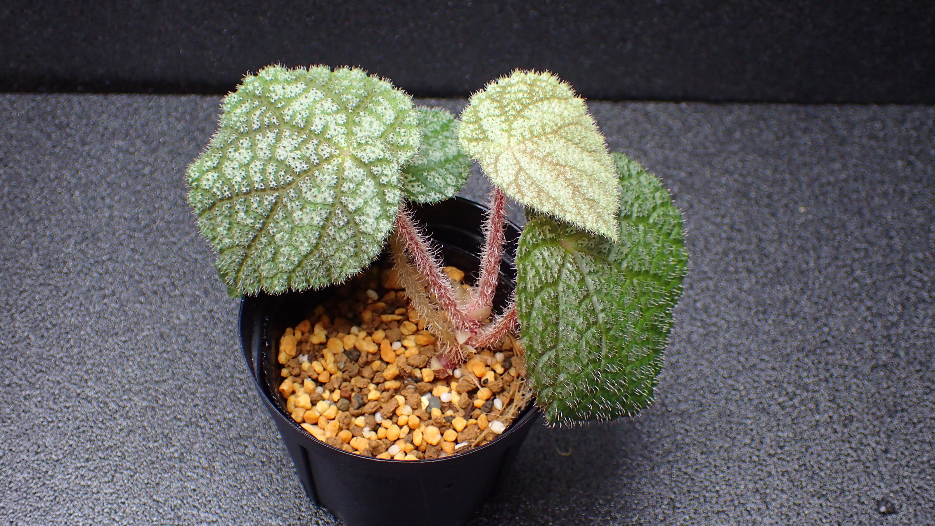 Bucephalandra sp Nanga Taman 1株 | 熱帯植物 水草