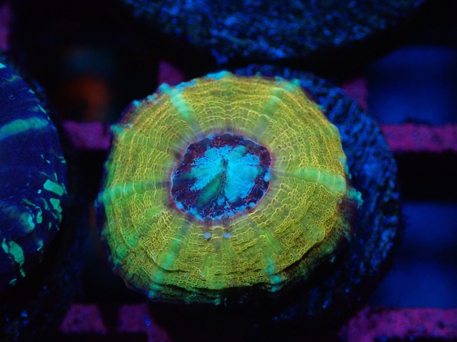 Scolymia Baby "HiendUltra" 1