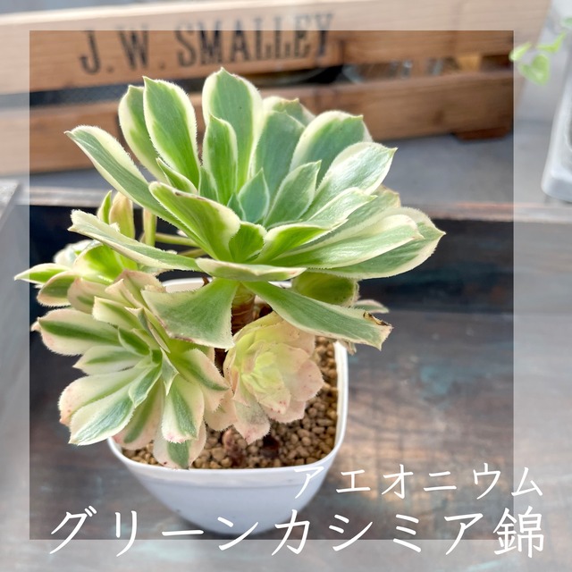 【グリーンカシミア錦】多肉植物　アエオニウム　斑入り　2.5号プラ鉢