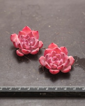 発根済カット苗 カンティクル Echeveria 'Canticle'
