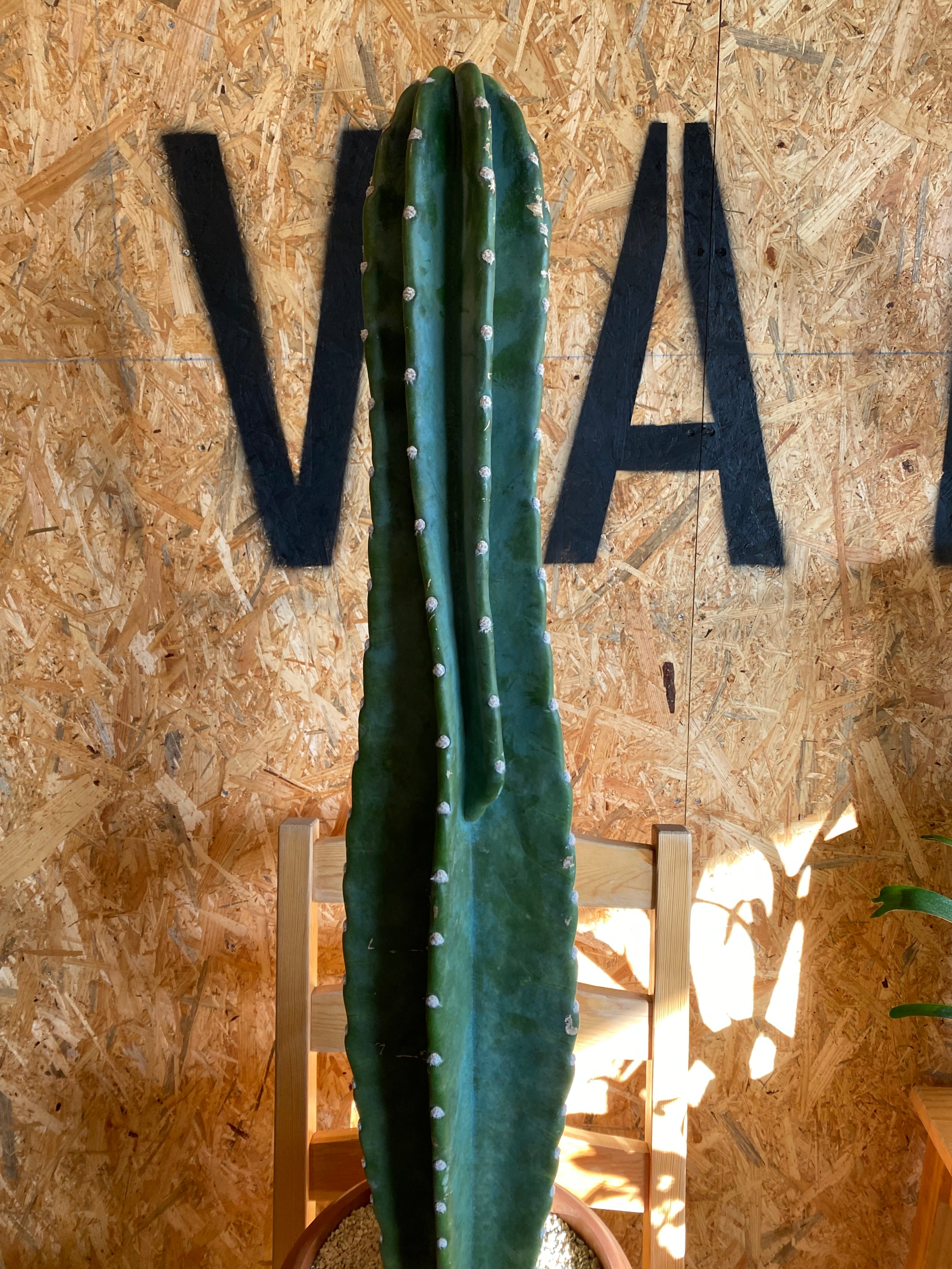 柱サボテン H96cm W20cm 口径21cm | Garden Varejo 柱サボテン H96cm W20cm 口径21cm | Garden Varejo
