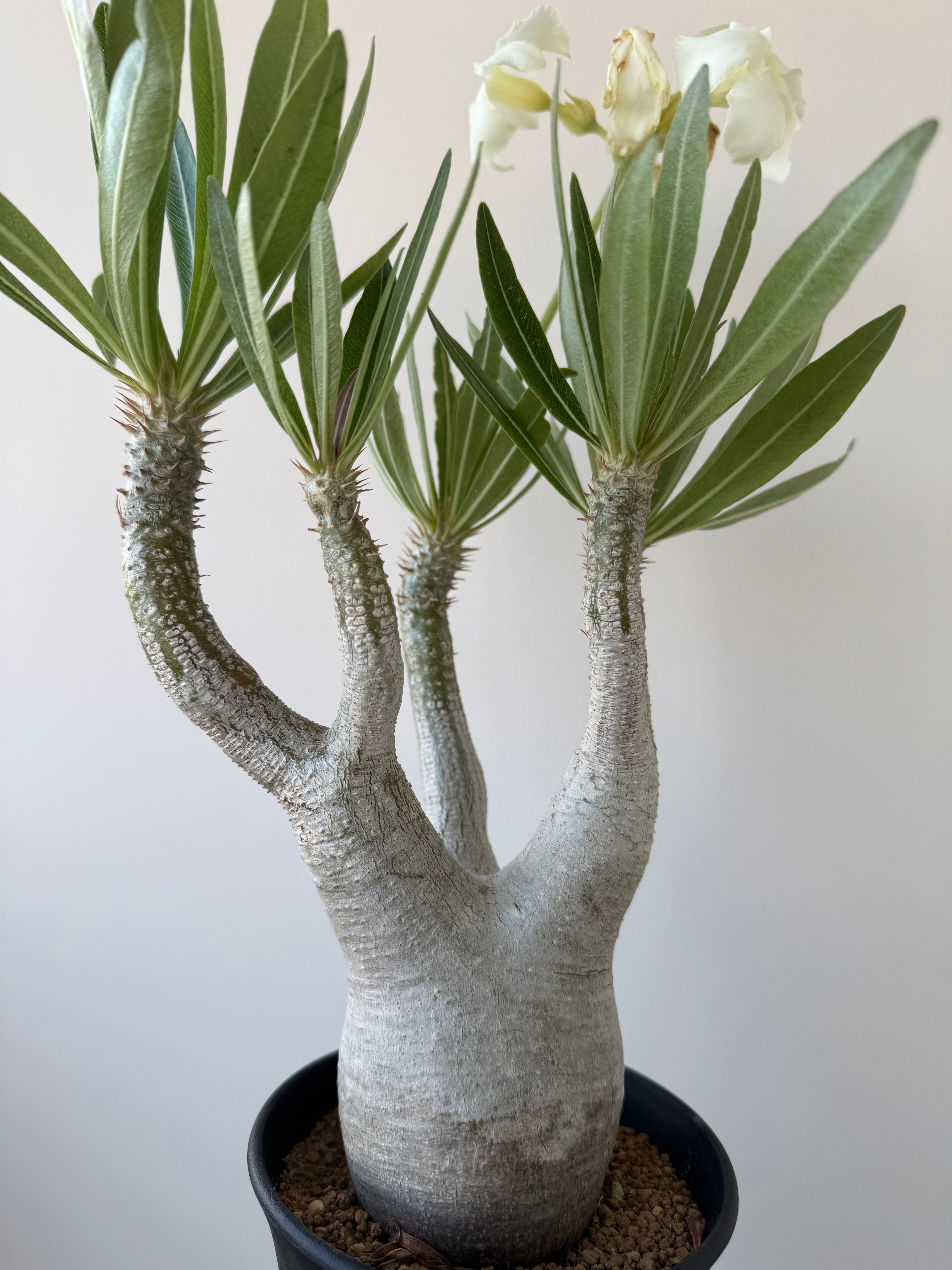 パキポディウム　イノピナツム　白肌 極上品】Pachypodium rosulatum var. inopinatum【白花咲かせる美しい