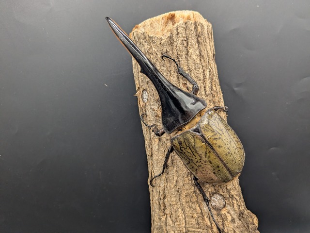 DH.ヘラクレス　♂150ｍｍ♀フリーサイズ　④