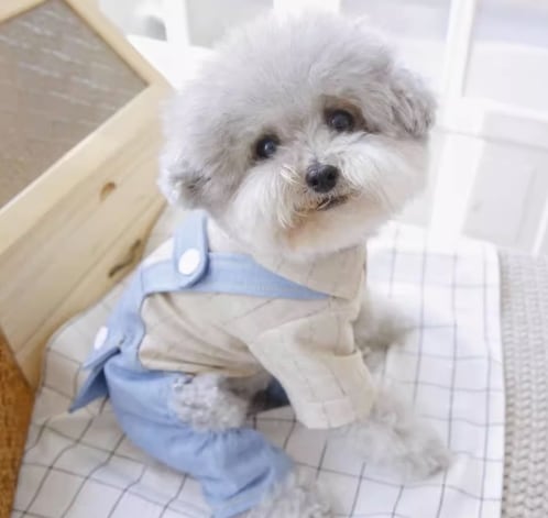 ドッグ 犬 室内着 シャツ オーバーオール ズボン スリム 襟付き 袖付き 半袖 ベーシック ボタン 一体型 きれいめ シンプル カジュアル 上品 おしゃれ ラフ ボーイッシュ クール モダン 主役級 かっちり ヴィンテージ 都会的 クラシカル カレッジ風 ベーシック アメリカン プレッピー シンプル フレンチ ストライプ 春 夏 ロングシーズン サマーシーズン 春服 夏服 男の子 女の子 成犬 デート お出かけ イベント レストラン 公園 休日 ホテル 記念日 庭 ガーデン 散歩 ウォーキング 室内 お