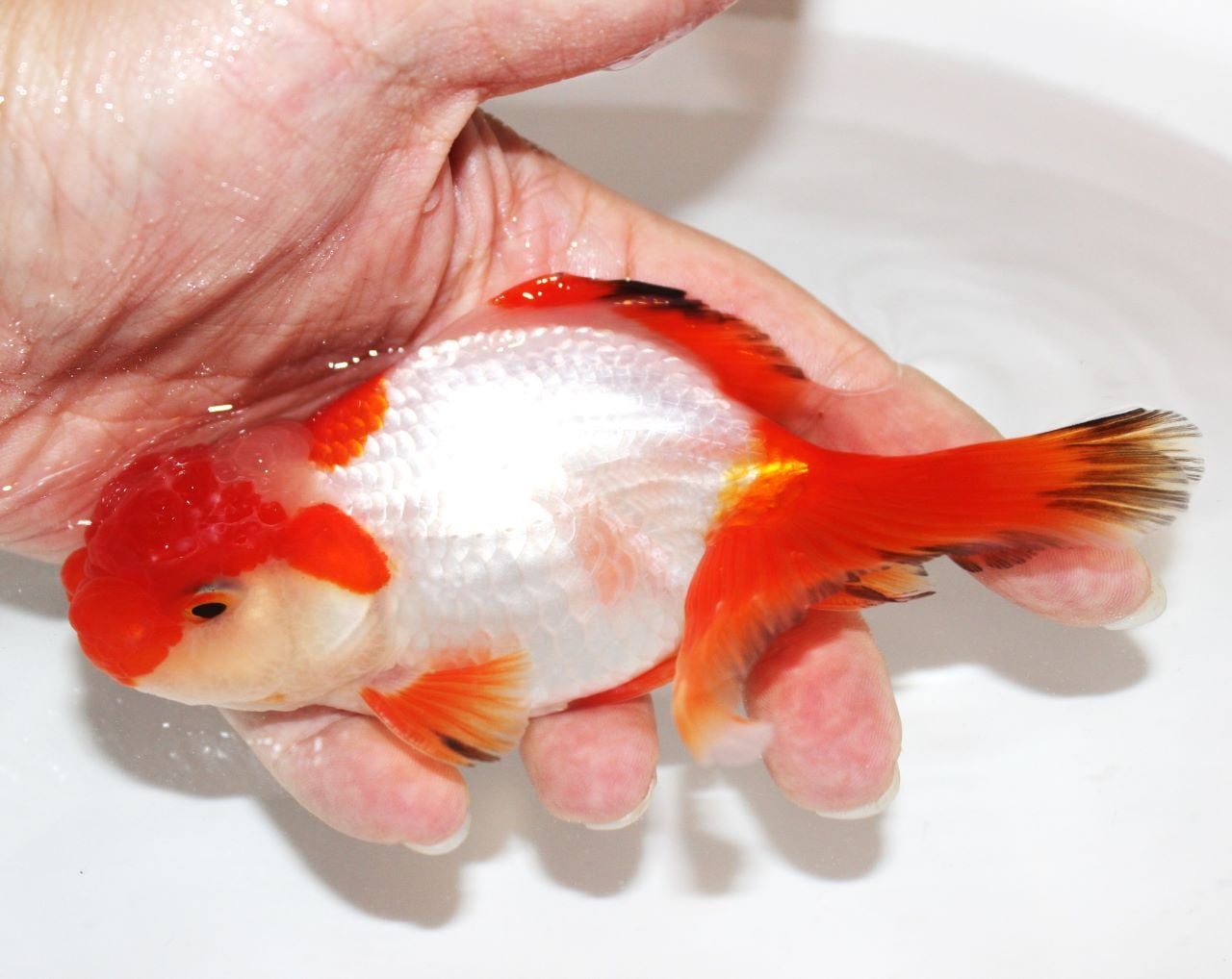 べき子の台所 片手鍋16cm BK-1 3482i ベキ子の台所 片手鍋 べき子の台所 片手鍋16cm BK-1 3482i