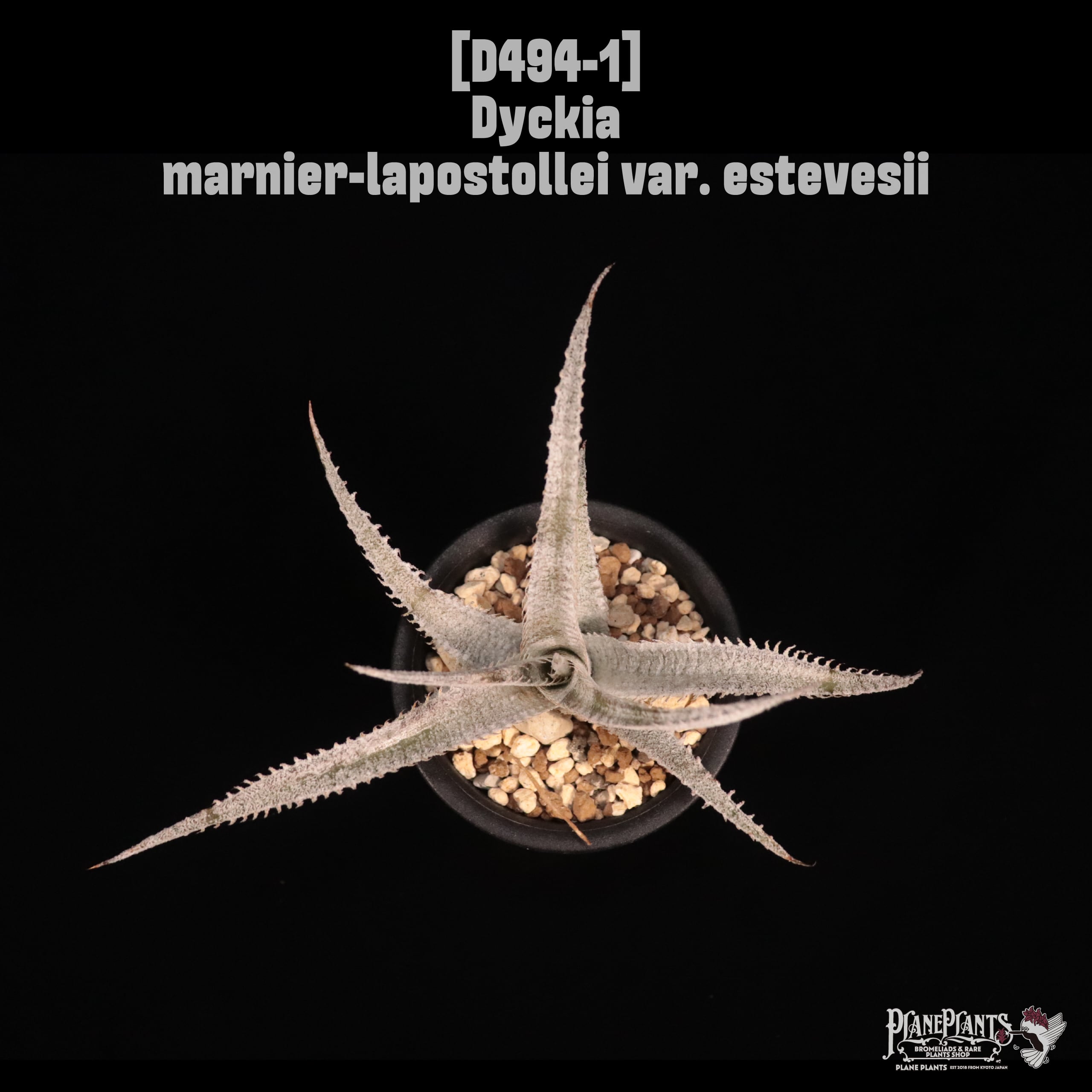 Dyckia marnier-lapostollei var. estevesii〔ディッキア〕D494-1
