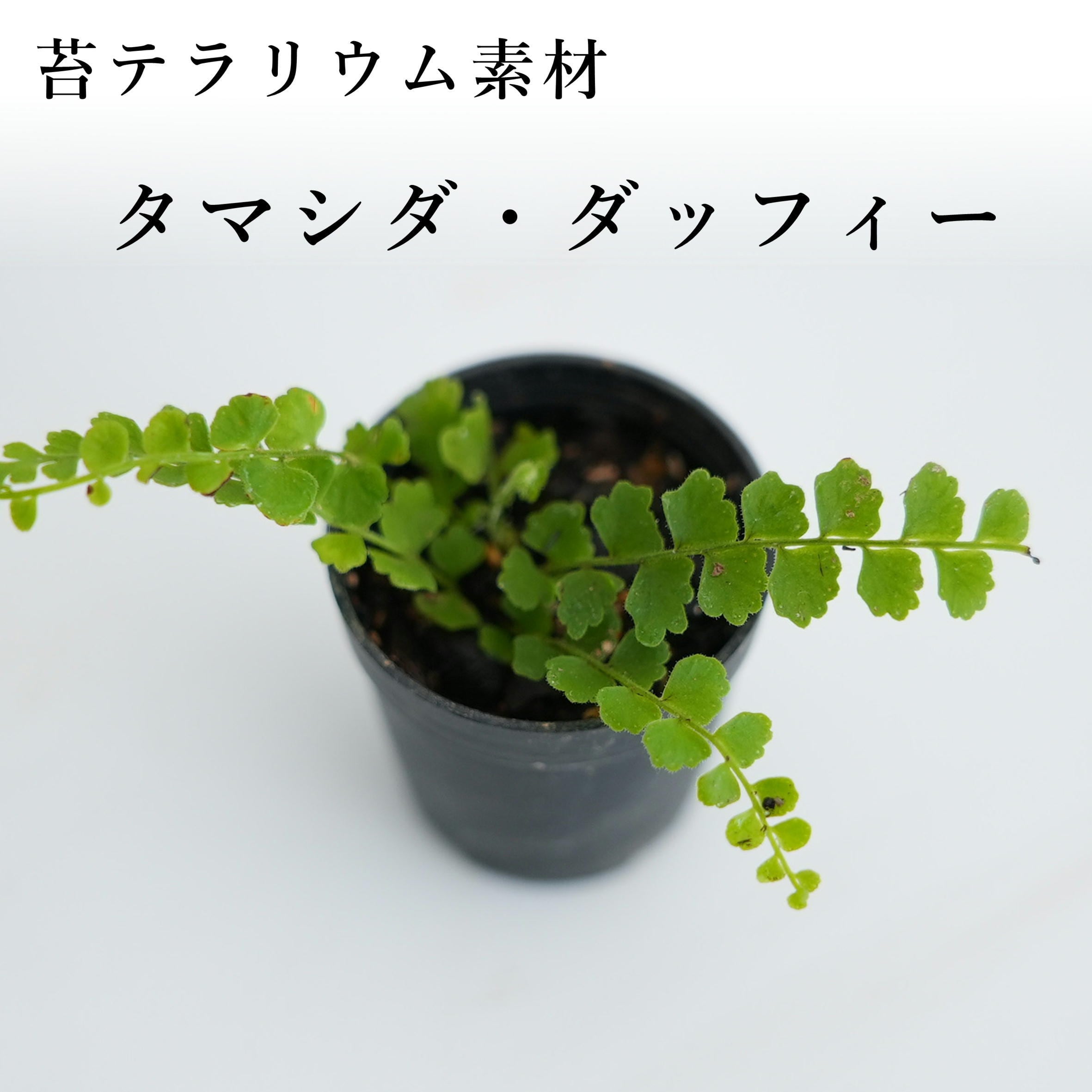 ポリポジウム ペルシシフォリア | PAY ID