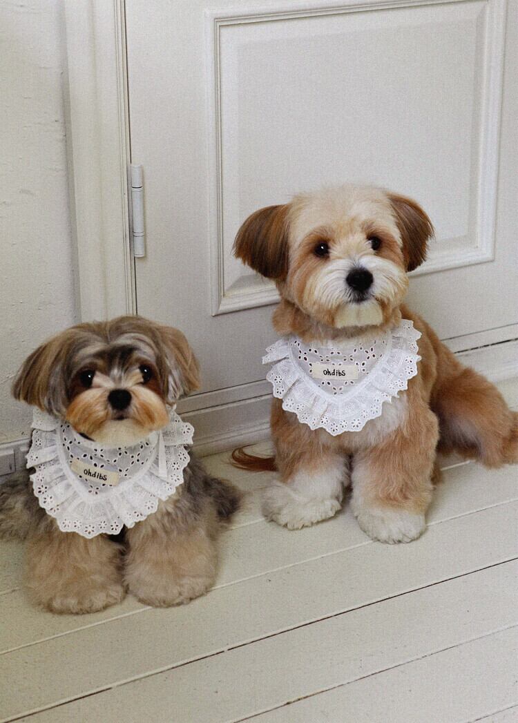 〈 予約アイテム 〉OHDIBS / Manon Kerchief(マノン・カーチフ)