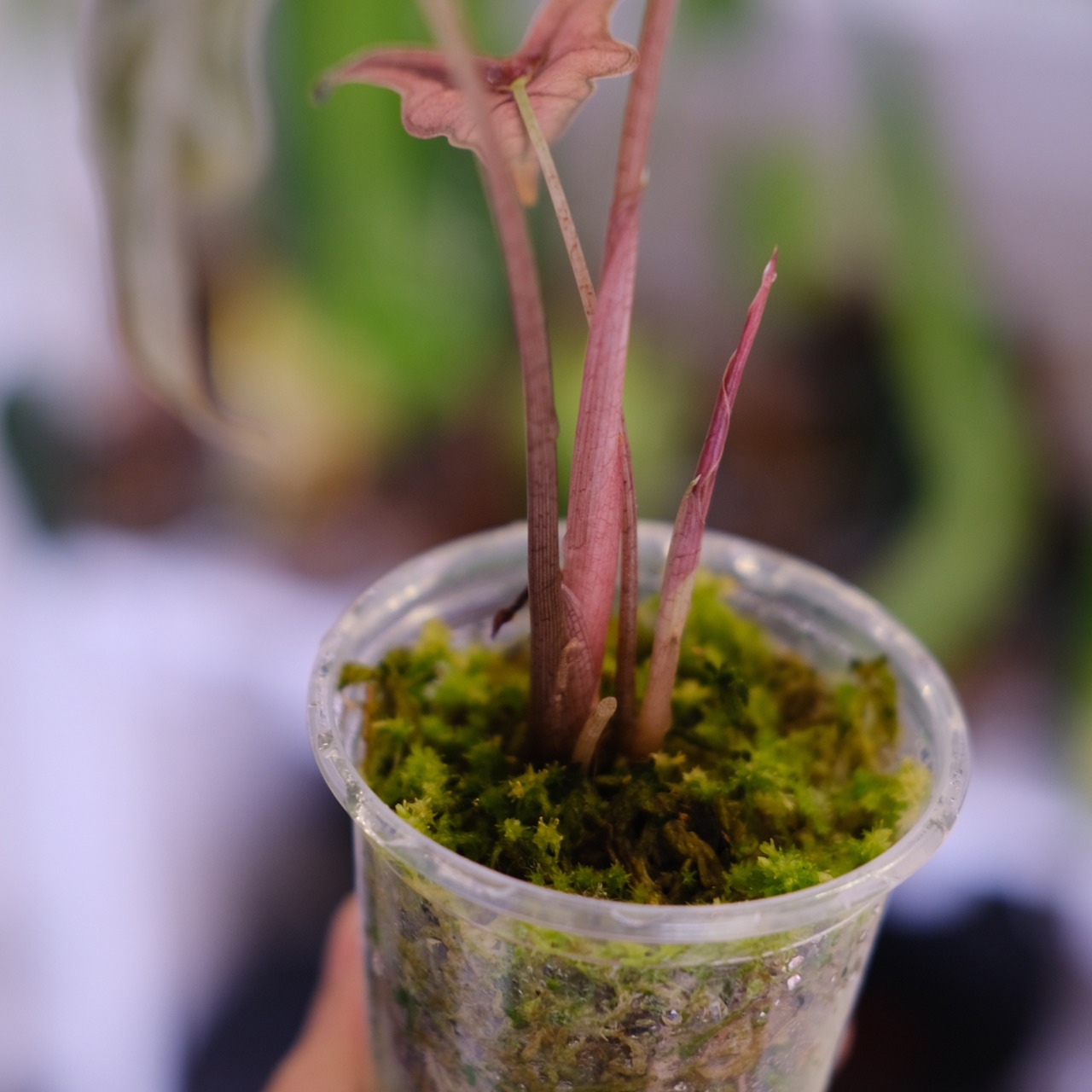 Alocasia Nobillis Pink "K"│アロカシア・ノビリス・ピンク③│観葉植物