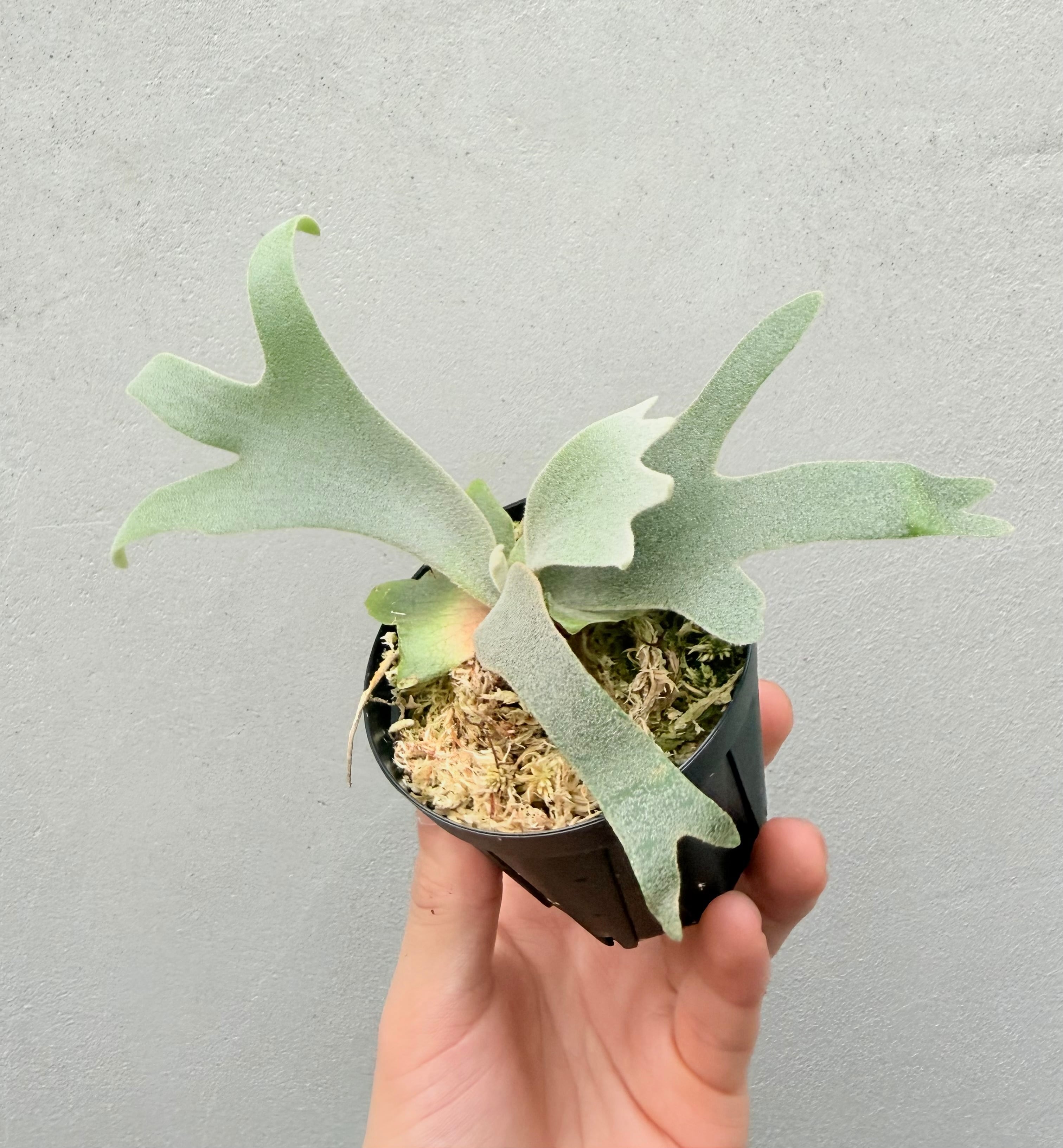 Platycerium_ビカクシダ | vandaka plants
