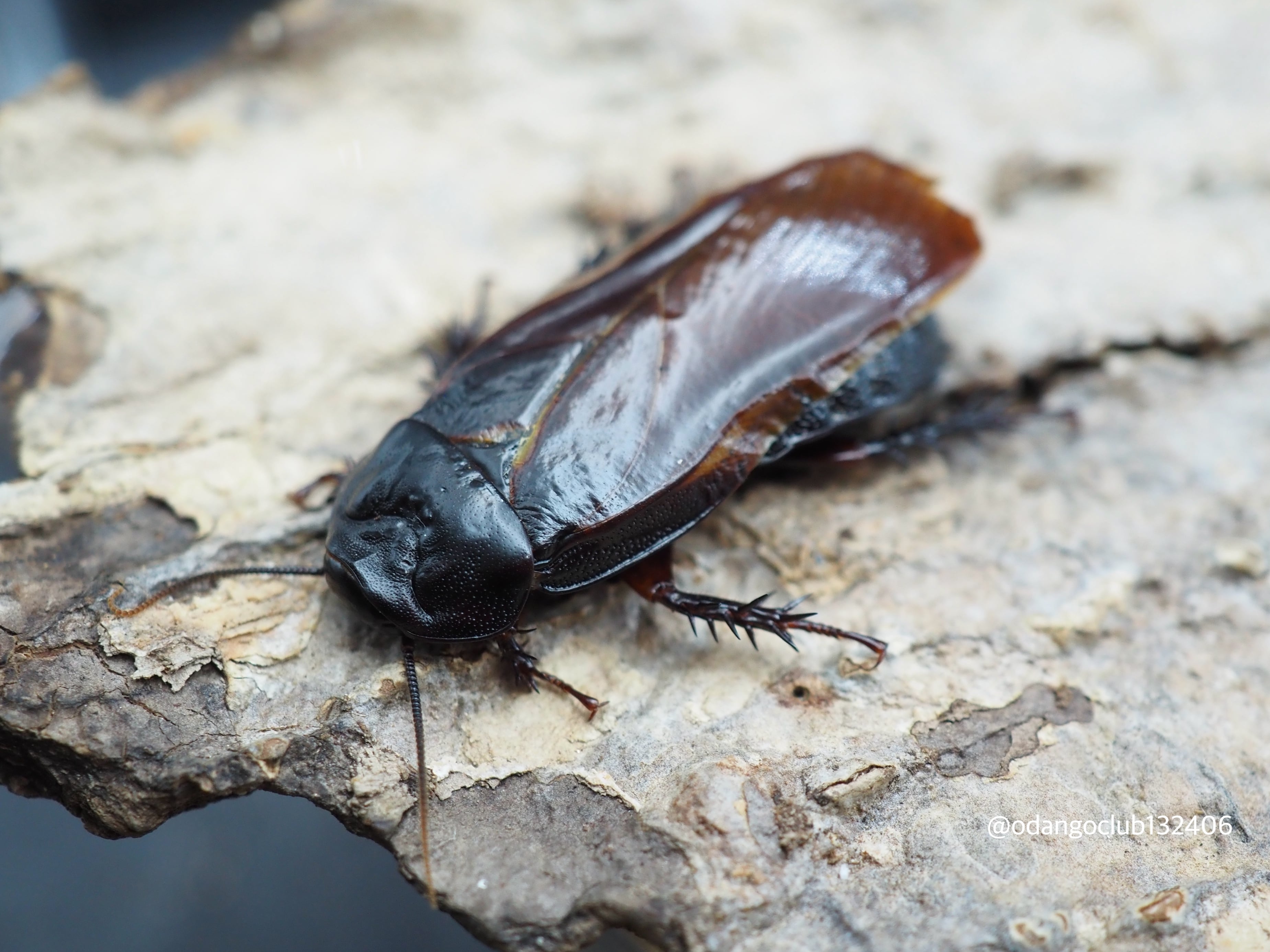 タイ産 オオクロゴキブリ 5匹 ゴキブリ | おだんごくらぶ