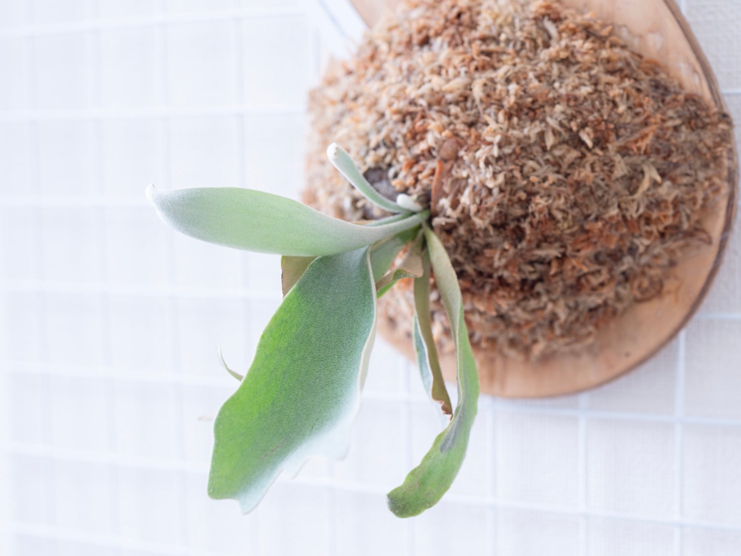 P.Ridleyi (spore) / リドレイ 胞子培養株 23-011 | niji no fumoto