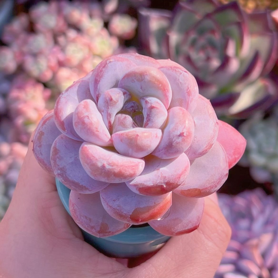 多肉植物 星雪 新入荷 るる農園 | るる農園~多肉植物専門