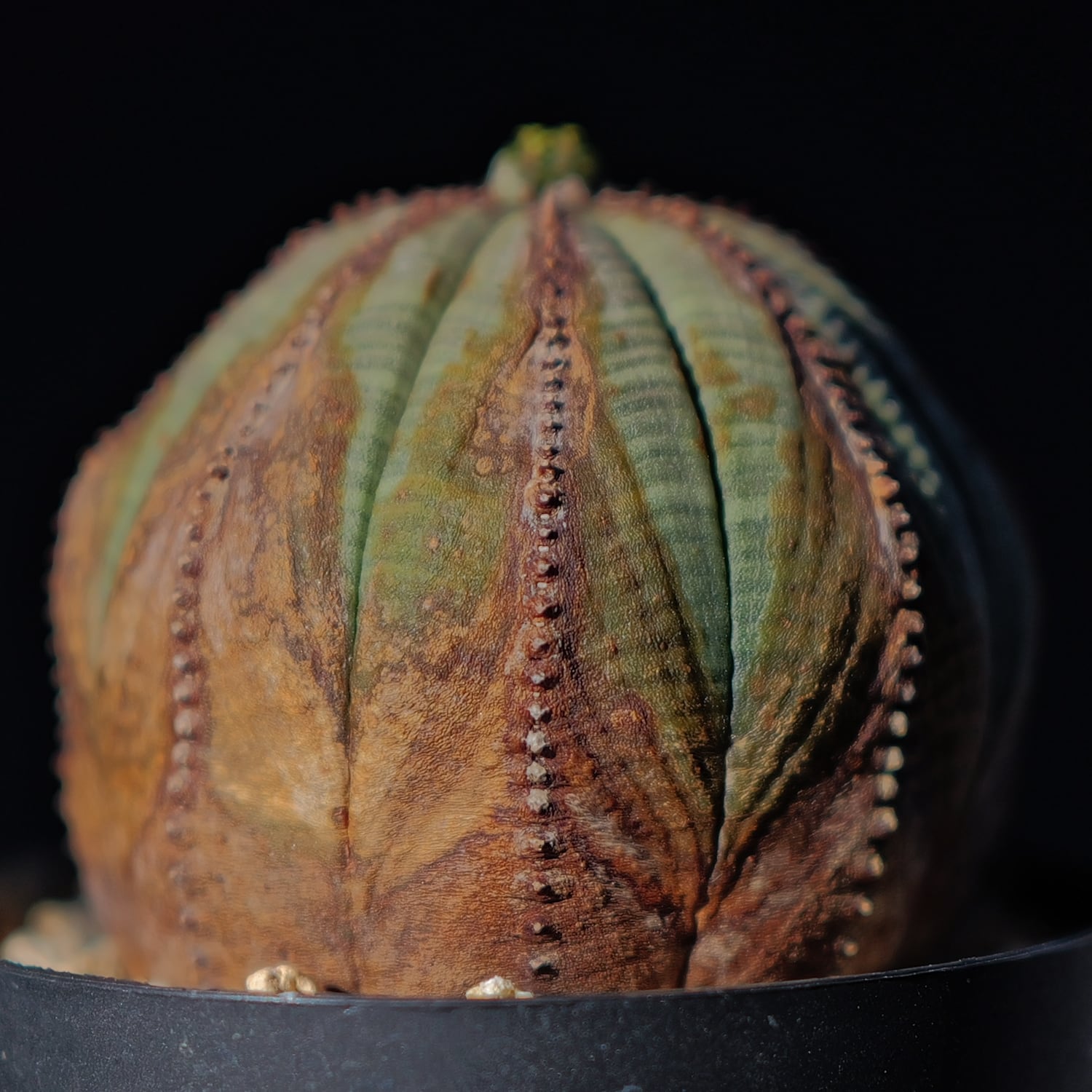 メス株 木質化 美模様 ラギット オベサ / ユーフォルビア