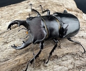 【WF1】《クリイロミヤマ 秀林郷産 44.5mm ペア》