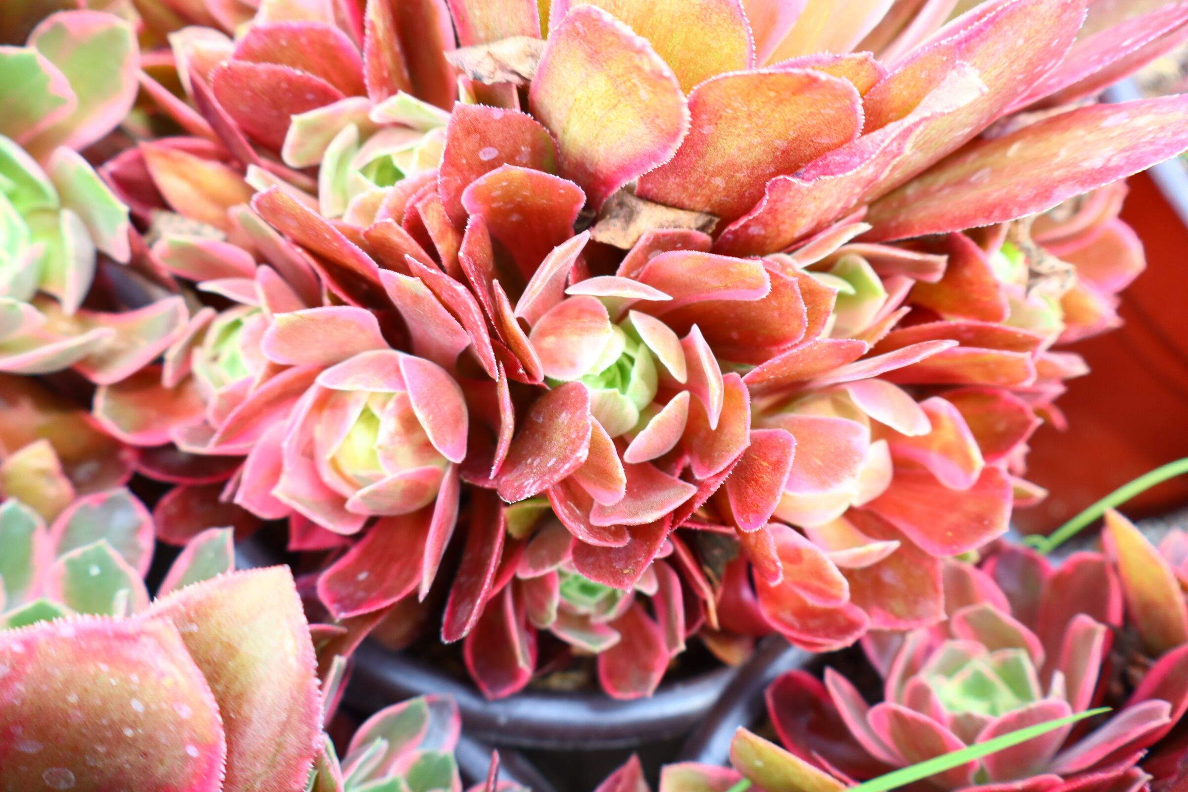 予約用 アエオニウム・ヴィナ斑入り群生（特大） | 二代目大和高原の多肉屋