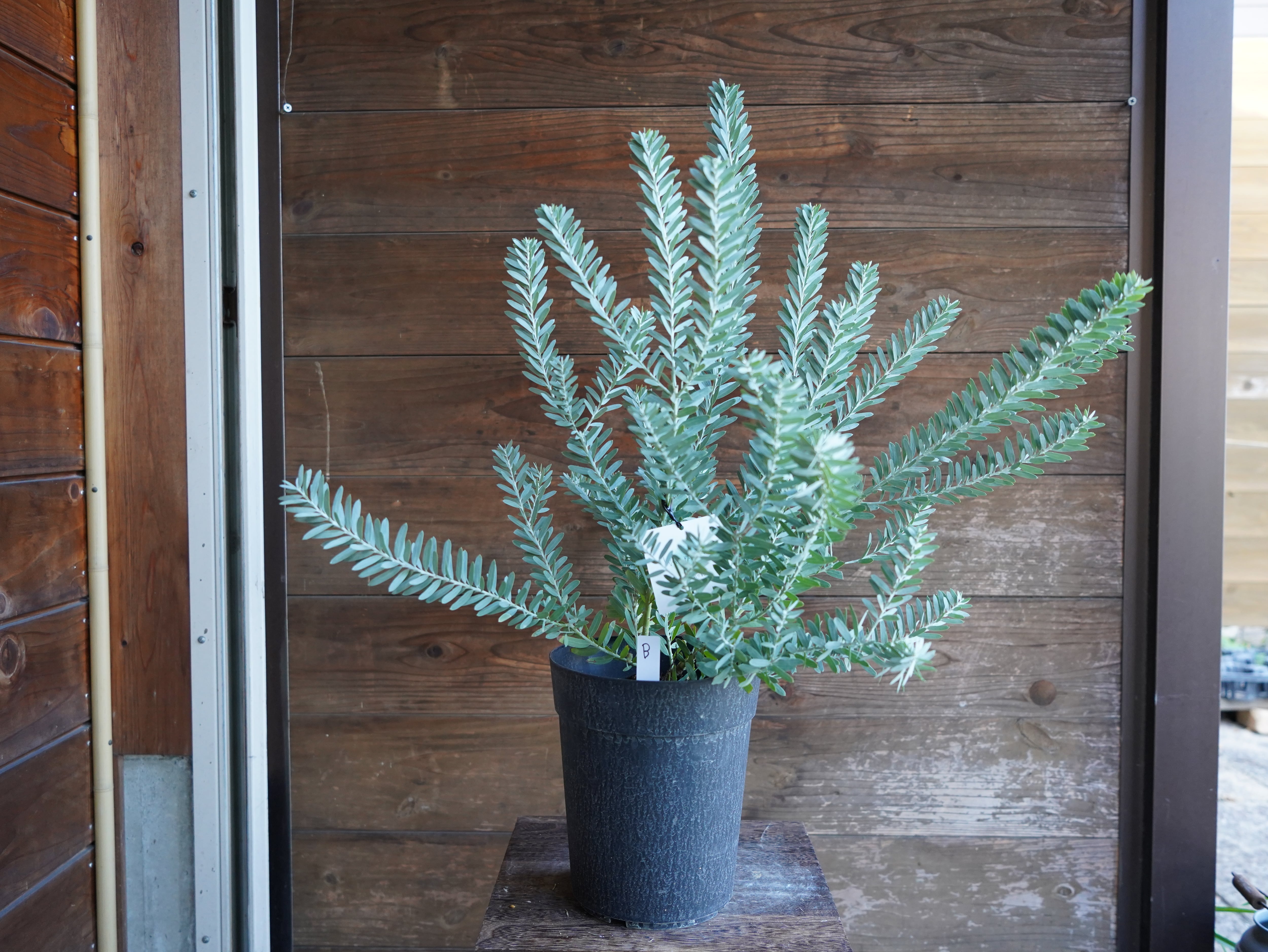 【現物】アカシア　”ブルーブッシュ”　B