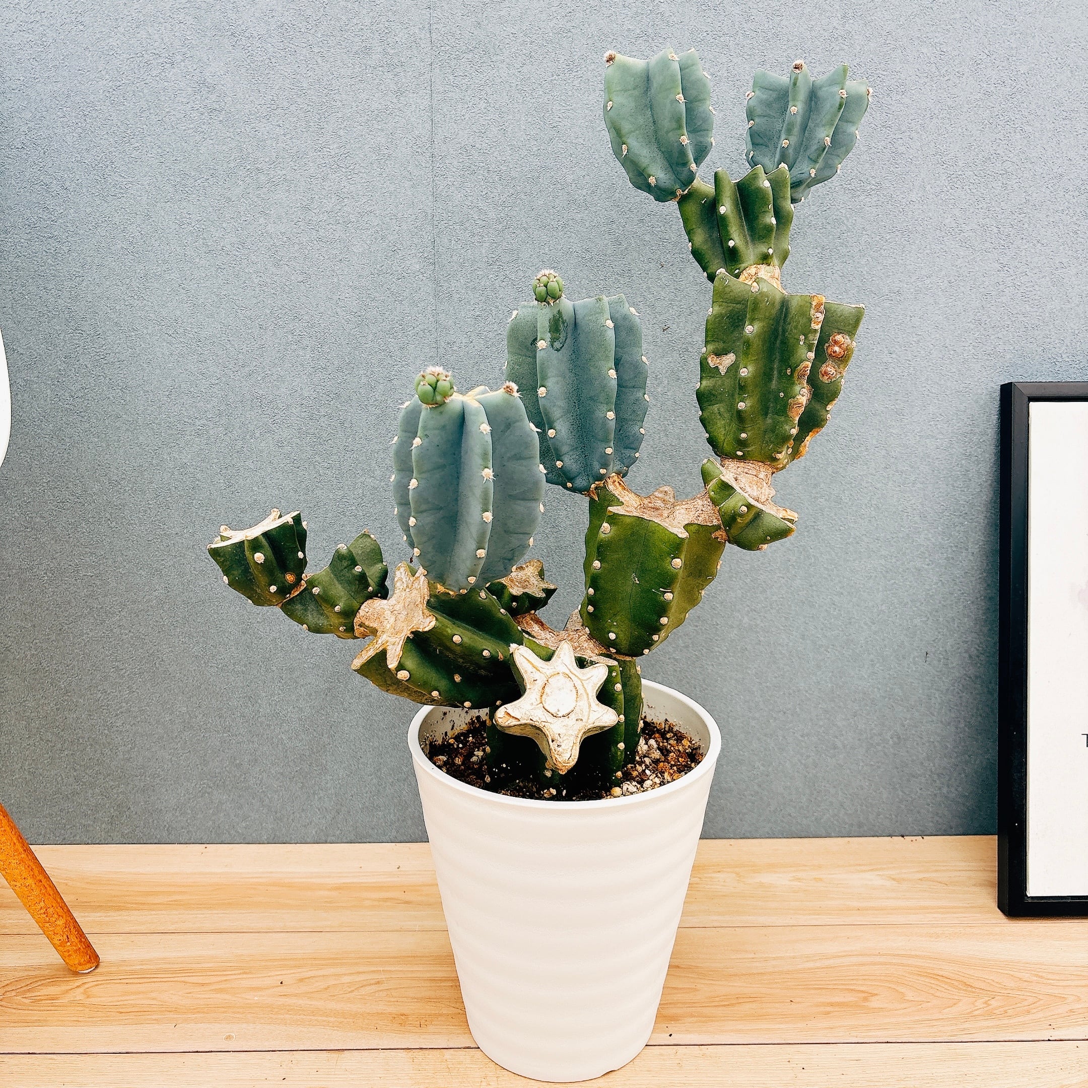 現品］【希少】14番 ドラセナ コンシンネ マジナータゴールド 8号 観葉