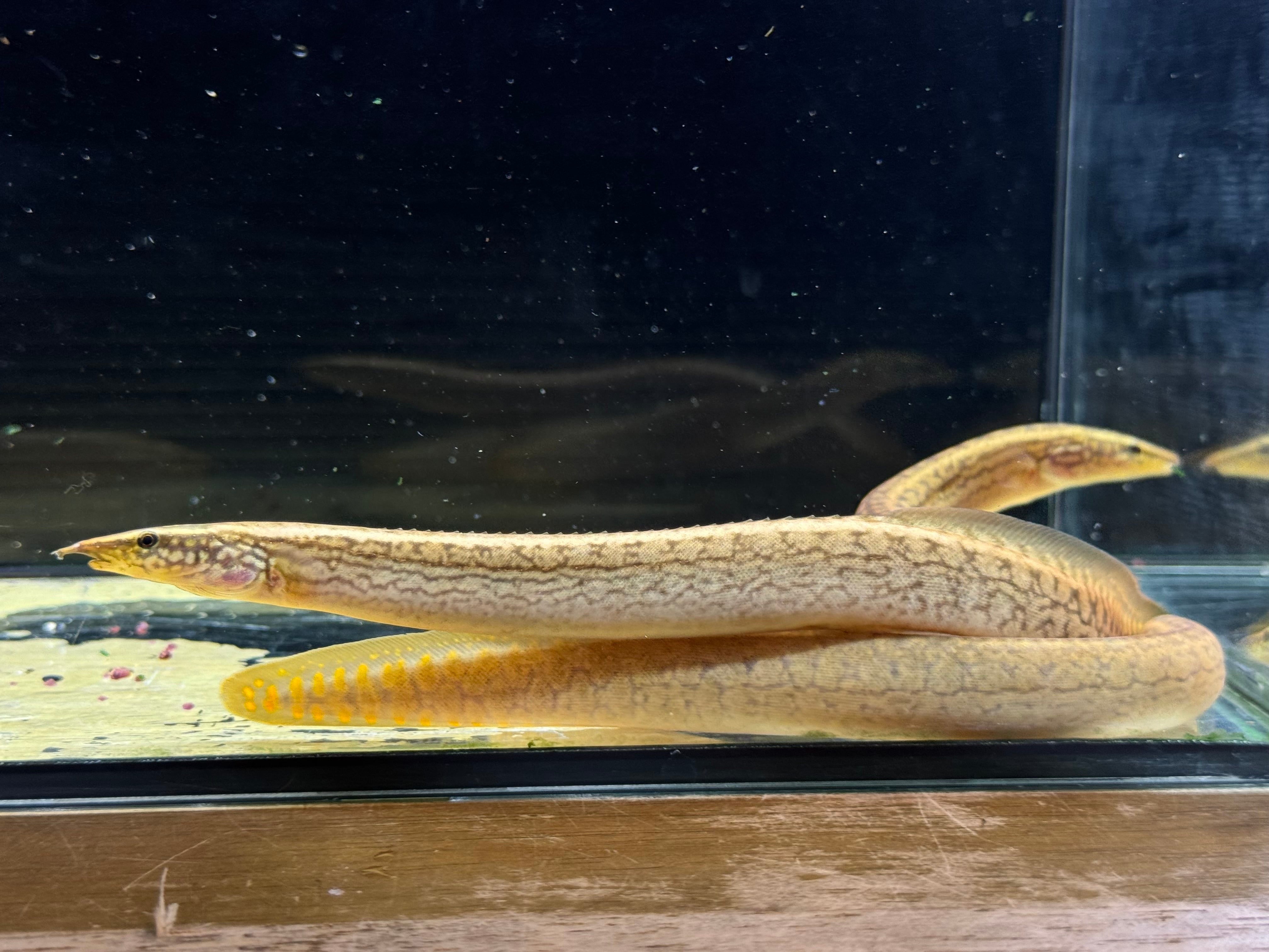 アロワナナイフ（アファー）➁ 37cm ギニア産 | AQUASTYLEG