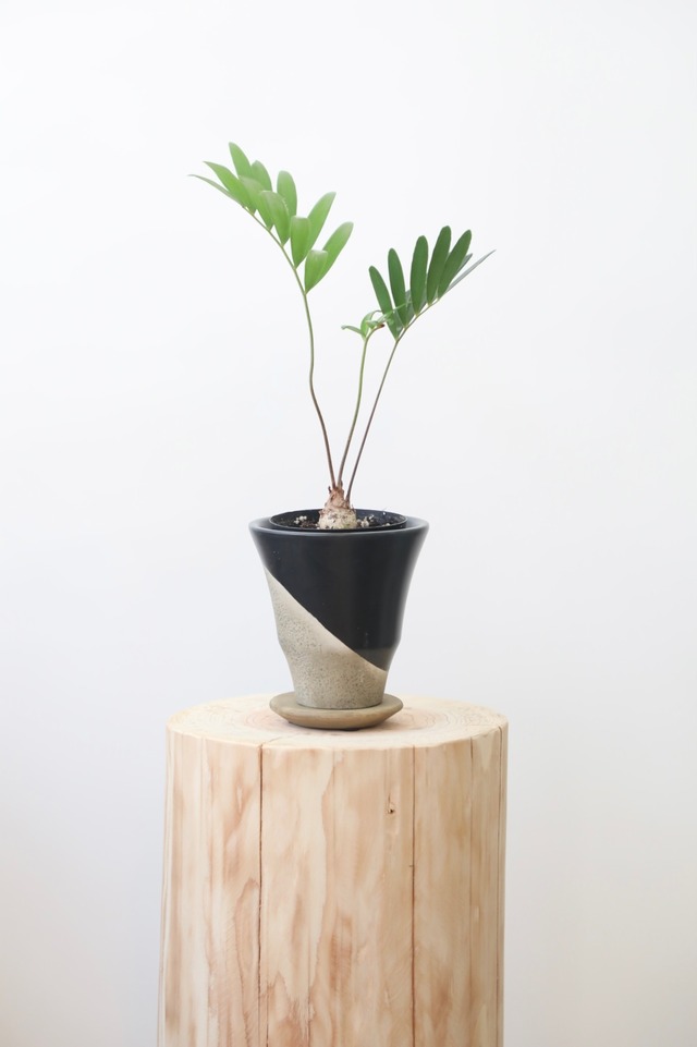 ザミア フルフラセア/Zamia furfuracea　※陶器鉢付き