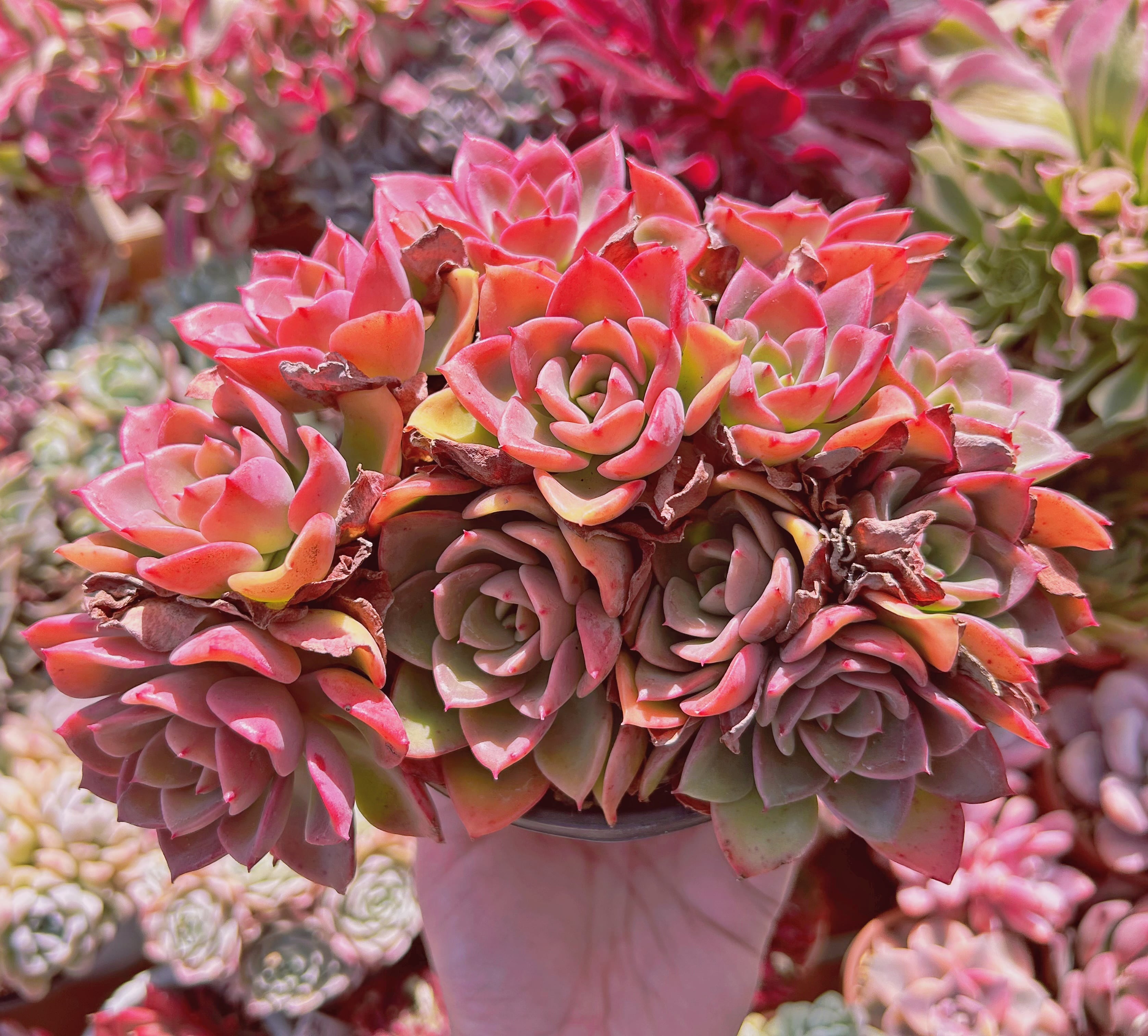 009現物 多肉植物 ノーブル 特大 | るる農園~多肉植物専門