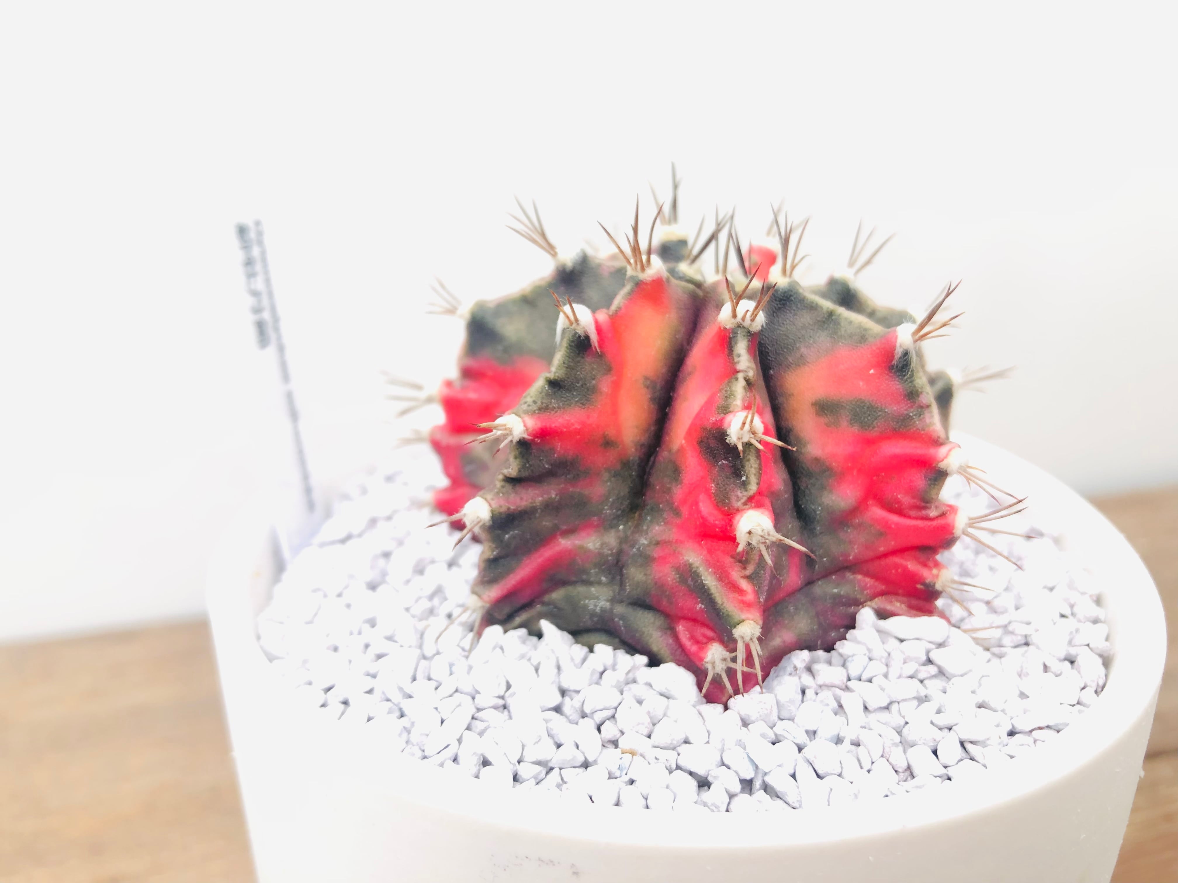 Gymnocalycium mihanovichii 緋牡丹錦 サボテン 実生 | plants MARU