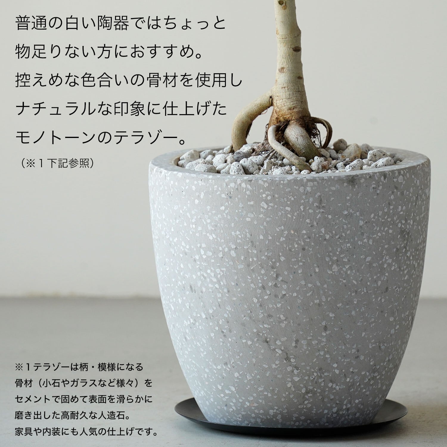 フィカス ベンガレンシス | AYANAS（アヤナス）｜観葉植物のセレクト