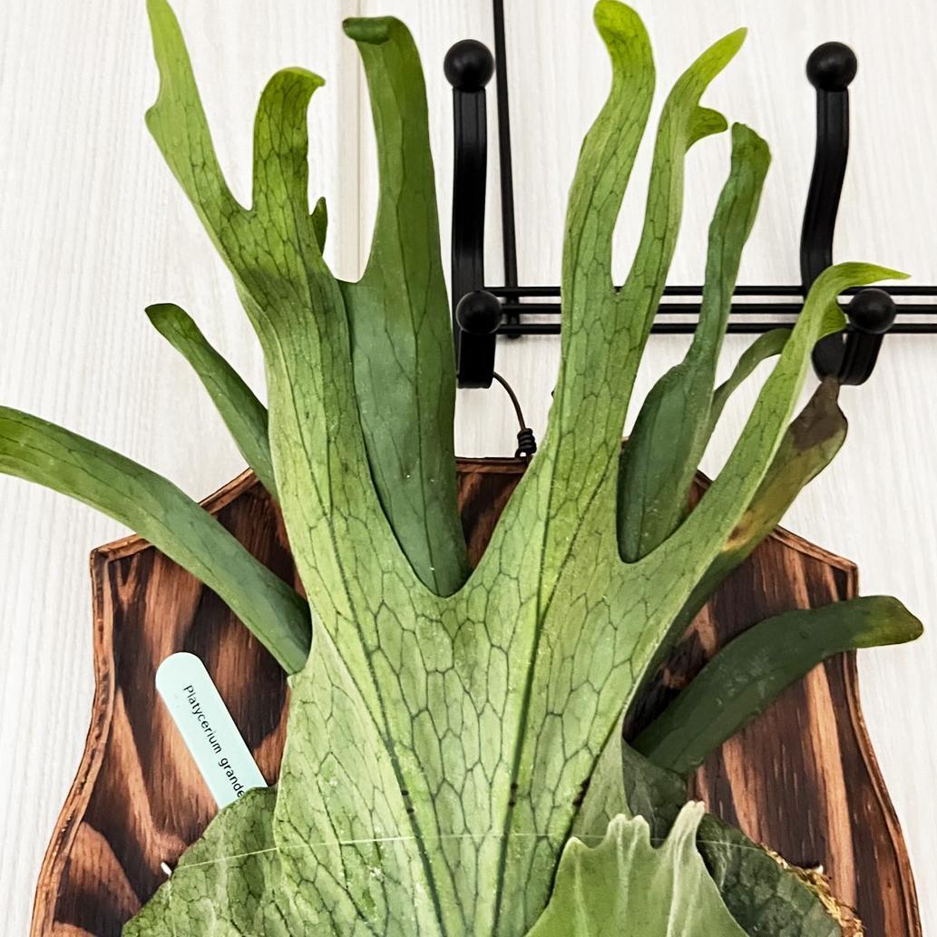 ビカクシダ グランデ 板付 【観葉植物 壁掛け コウモリラン ビカクシダ グランデ 板付 【観葉植物 壁掛け コウモリラン