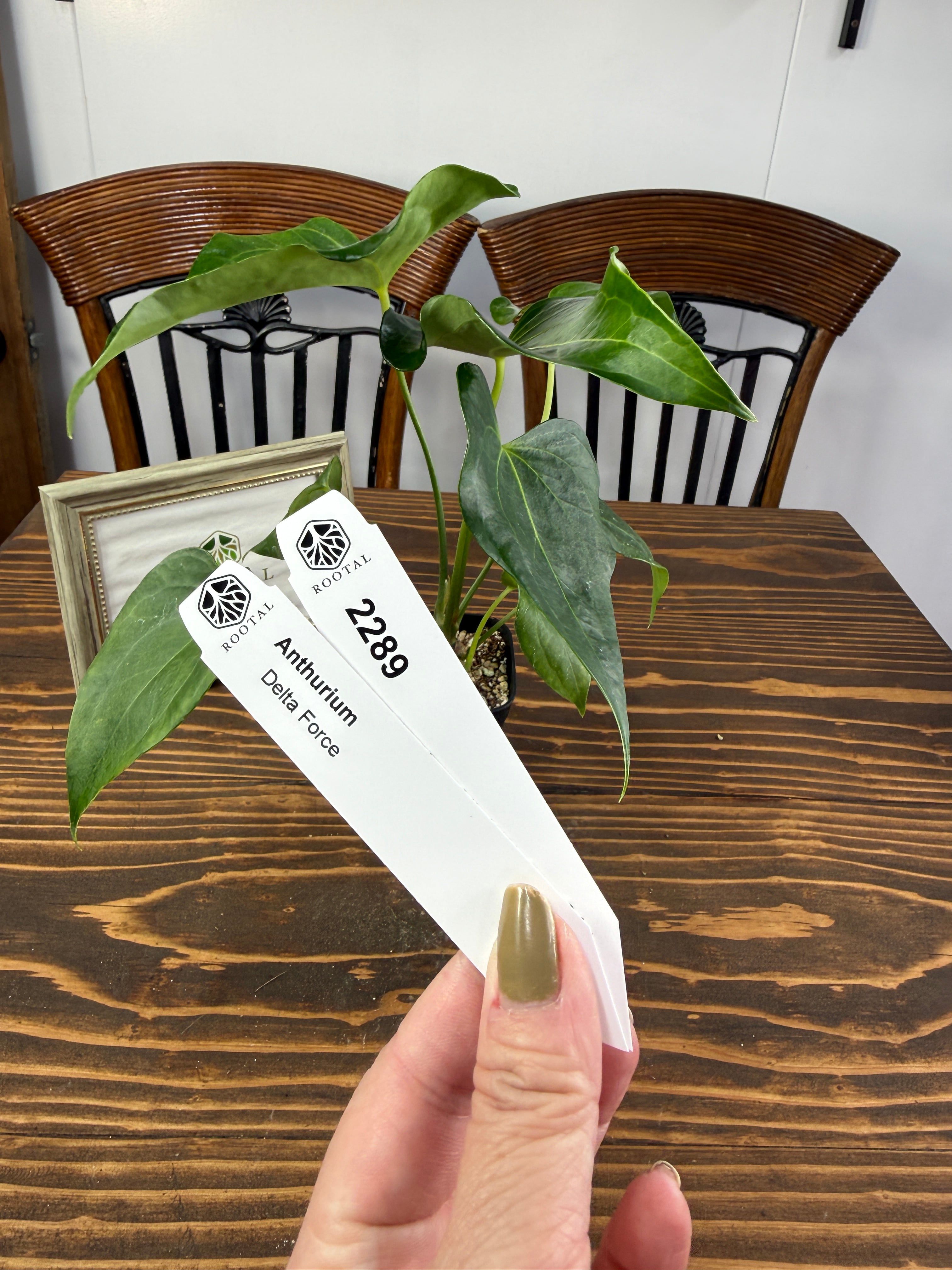 ★2289【上品さを感じるひと株】アンスリウムデルタフォース(75㎜ロングポット)